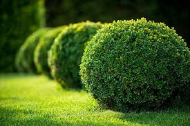 Shrubs