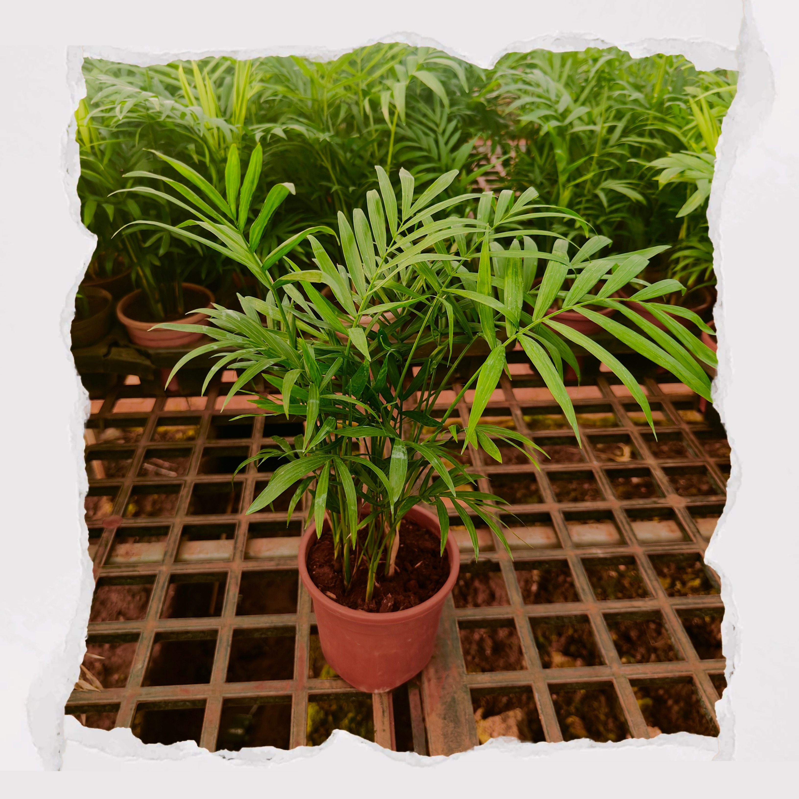 Chamaedorea elegans / Parlour Palm