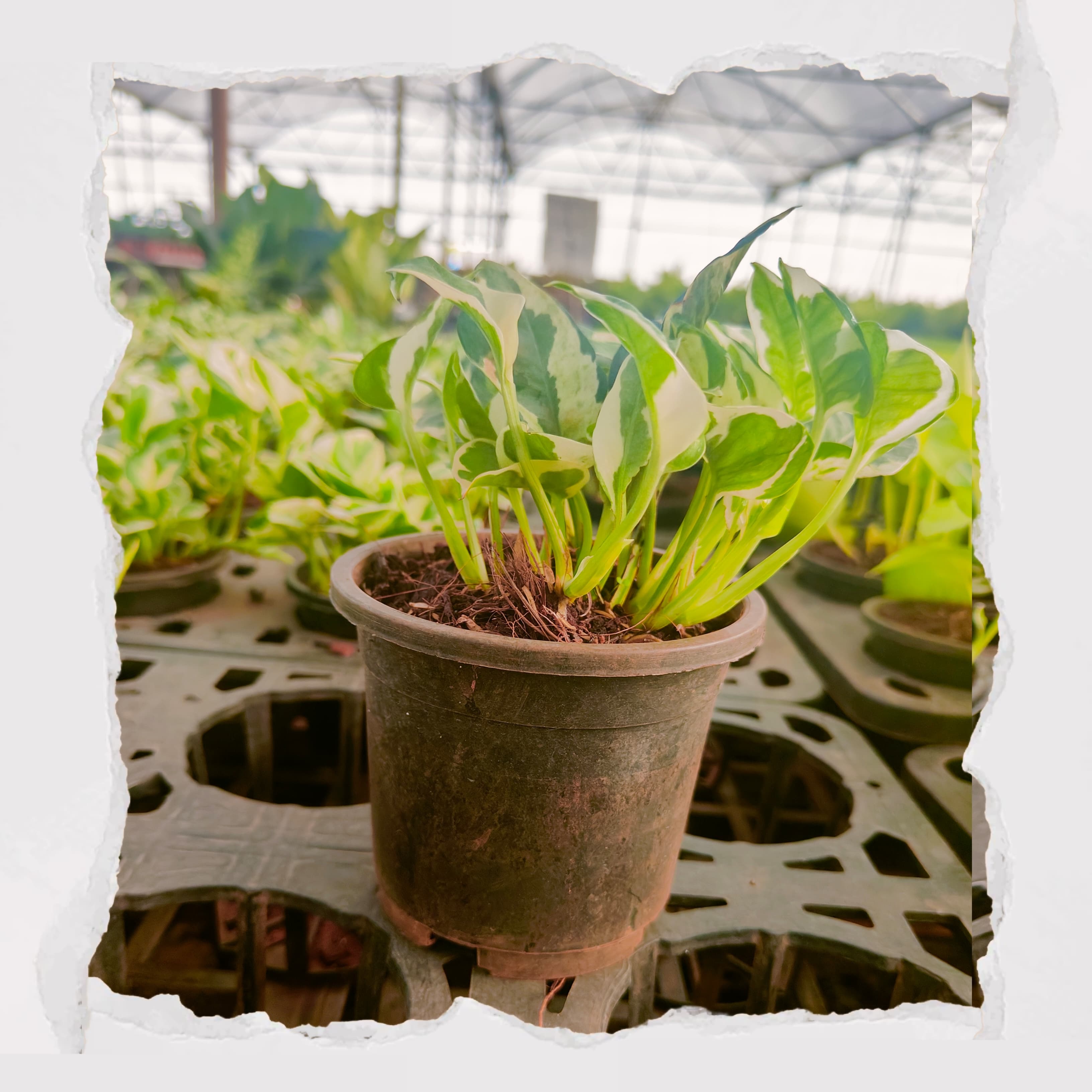 Enjoy  Money Plant / Scindapsus  N Joy