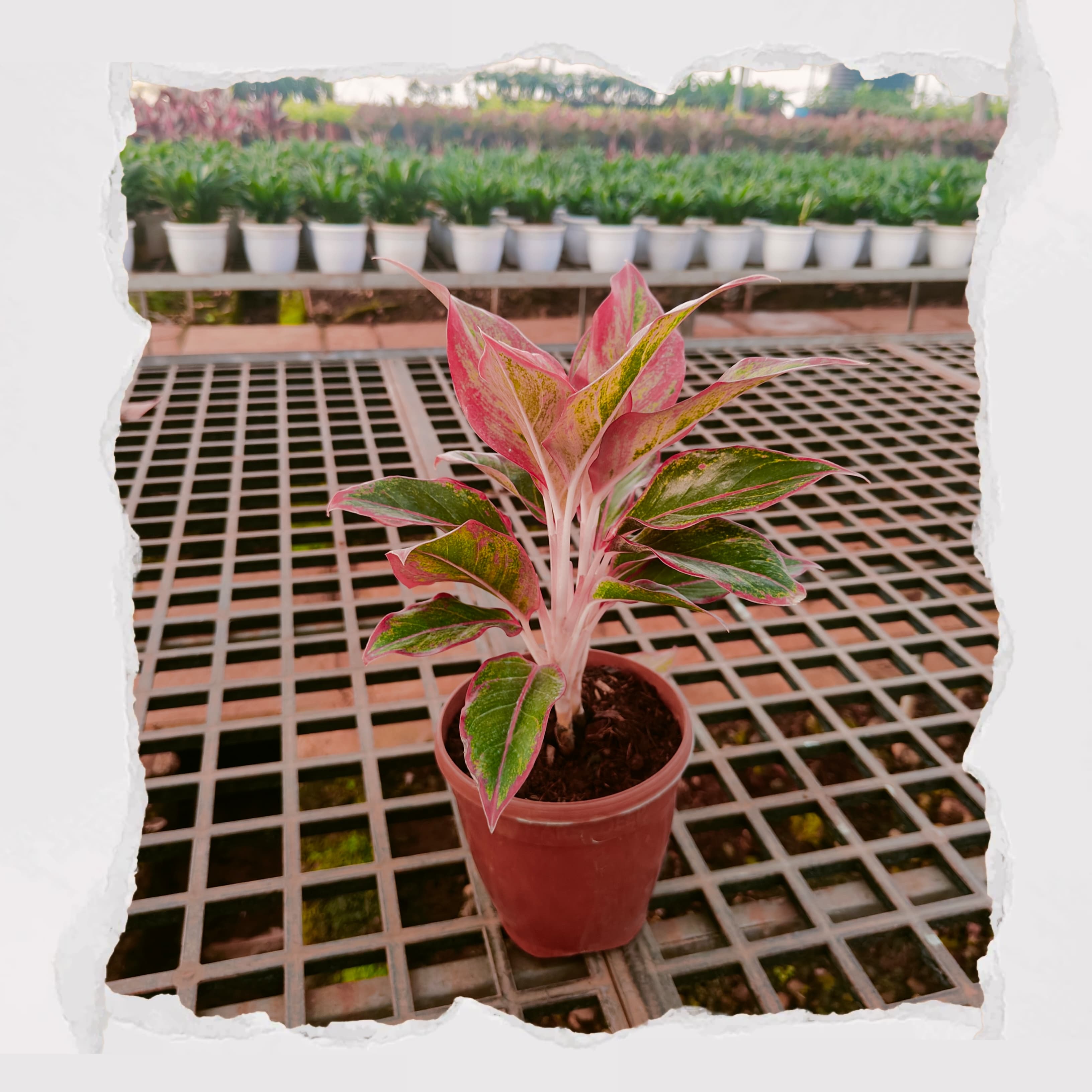 Aglonema Lipstick