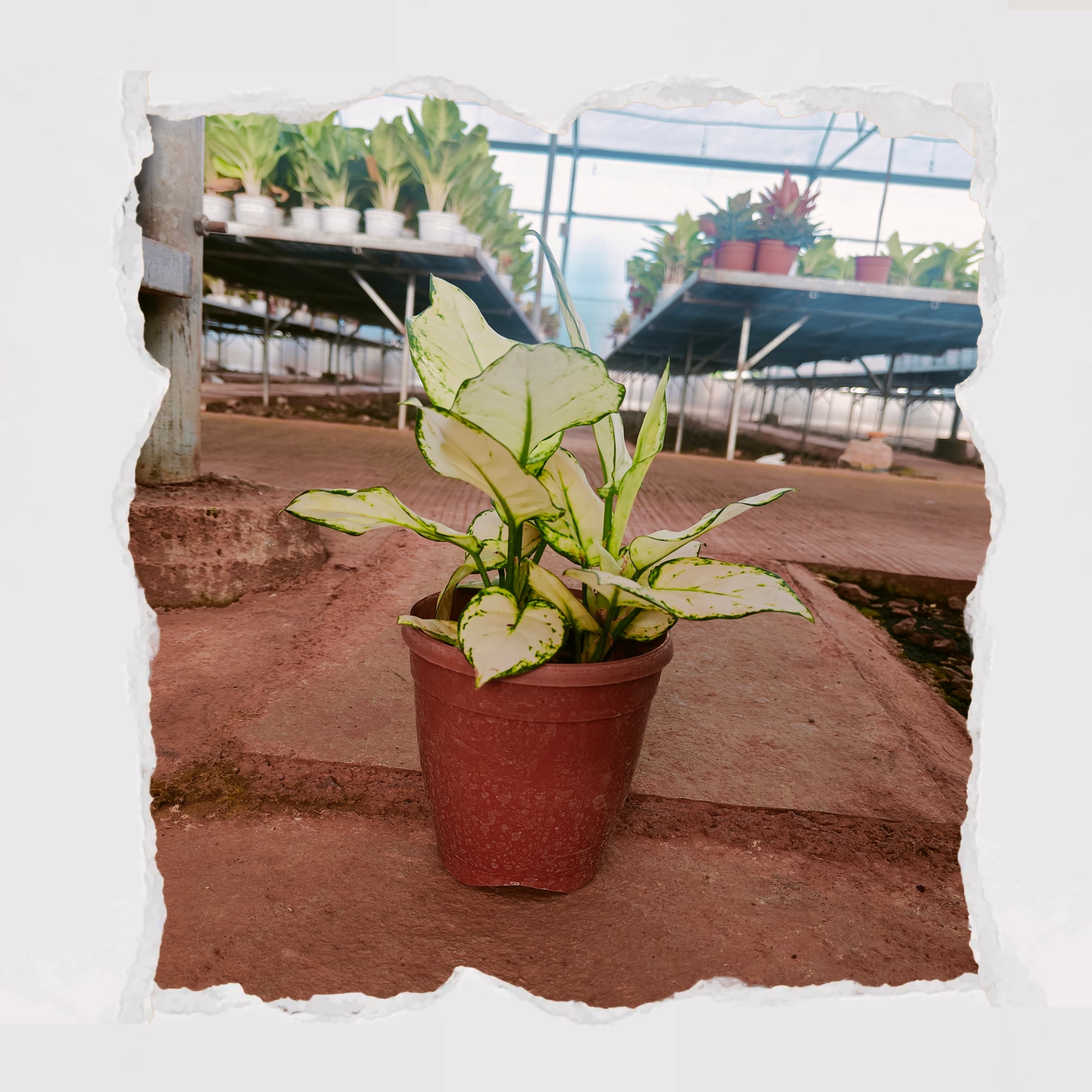 Aglonema Snow White