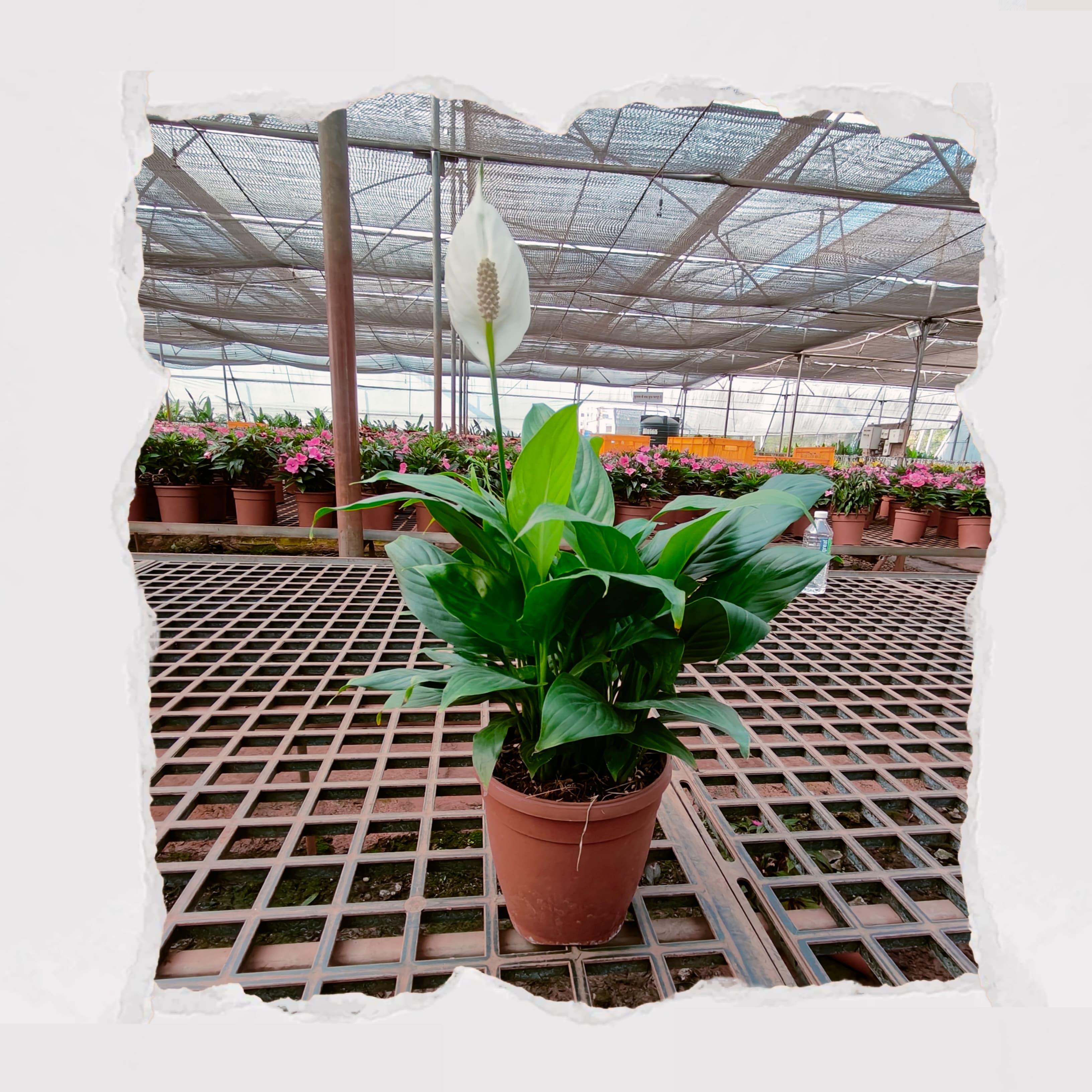 Peace Lily /  Spathiphyllum