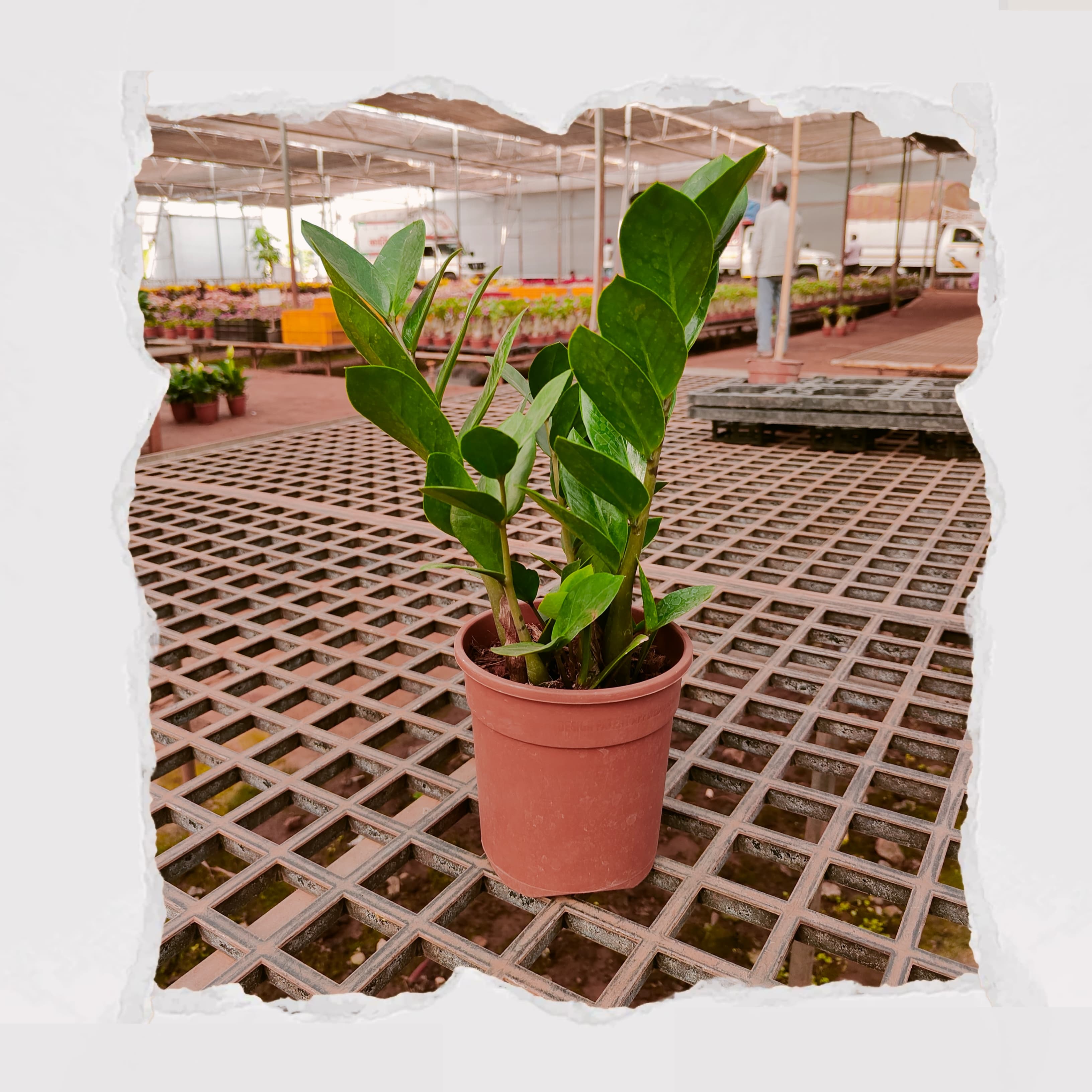ZZ Plant / Zamioculcas zamiifolia green