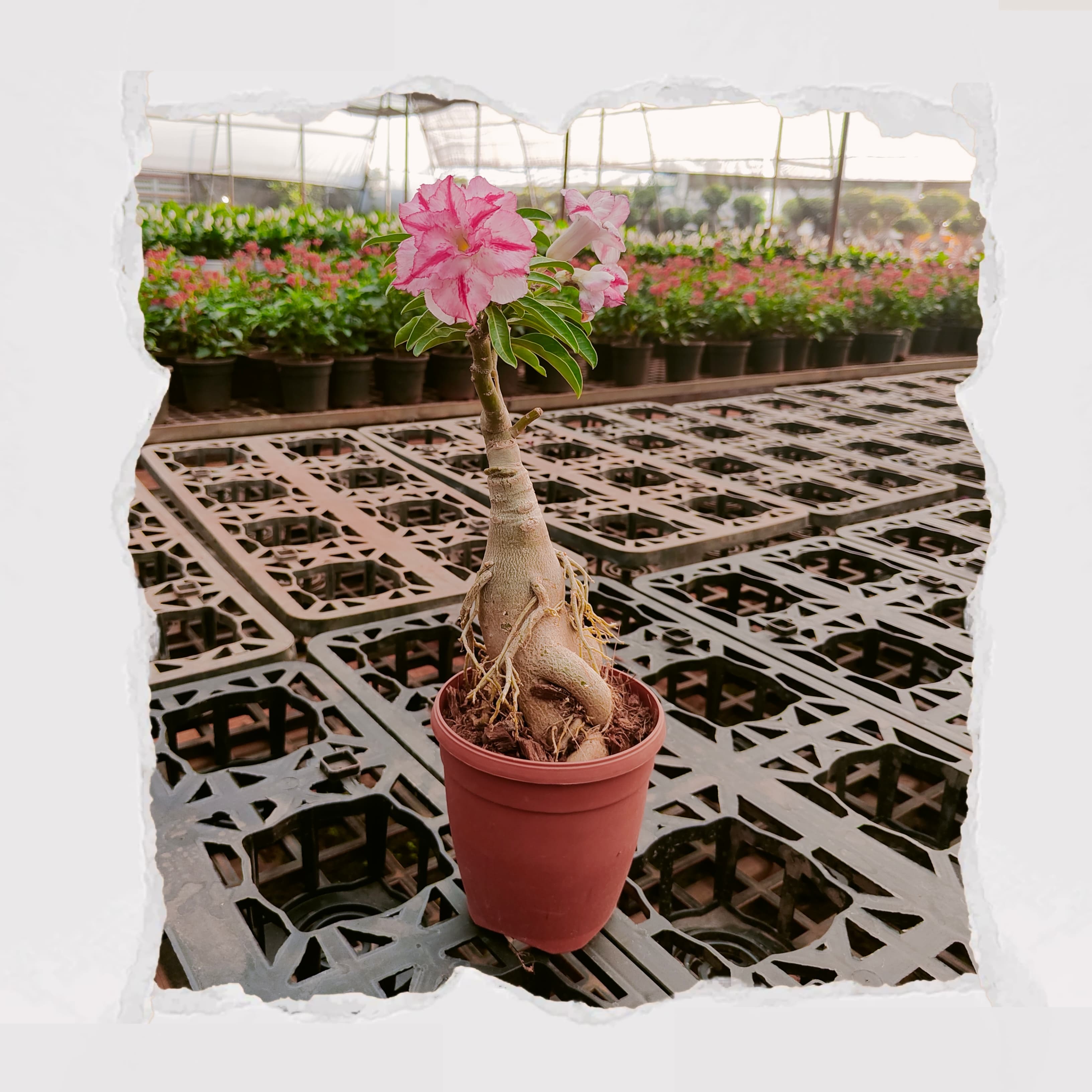 Adenium Plant / Desert Rose (Pink)