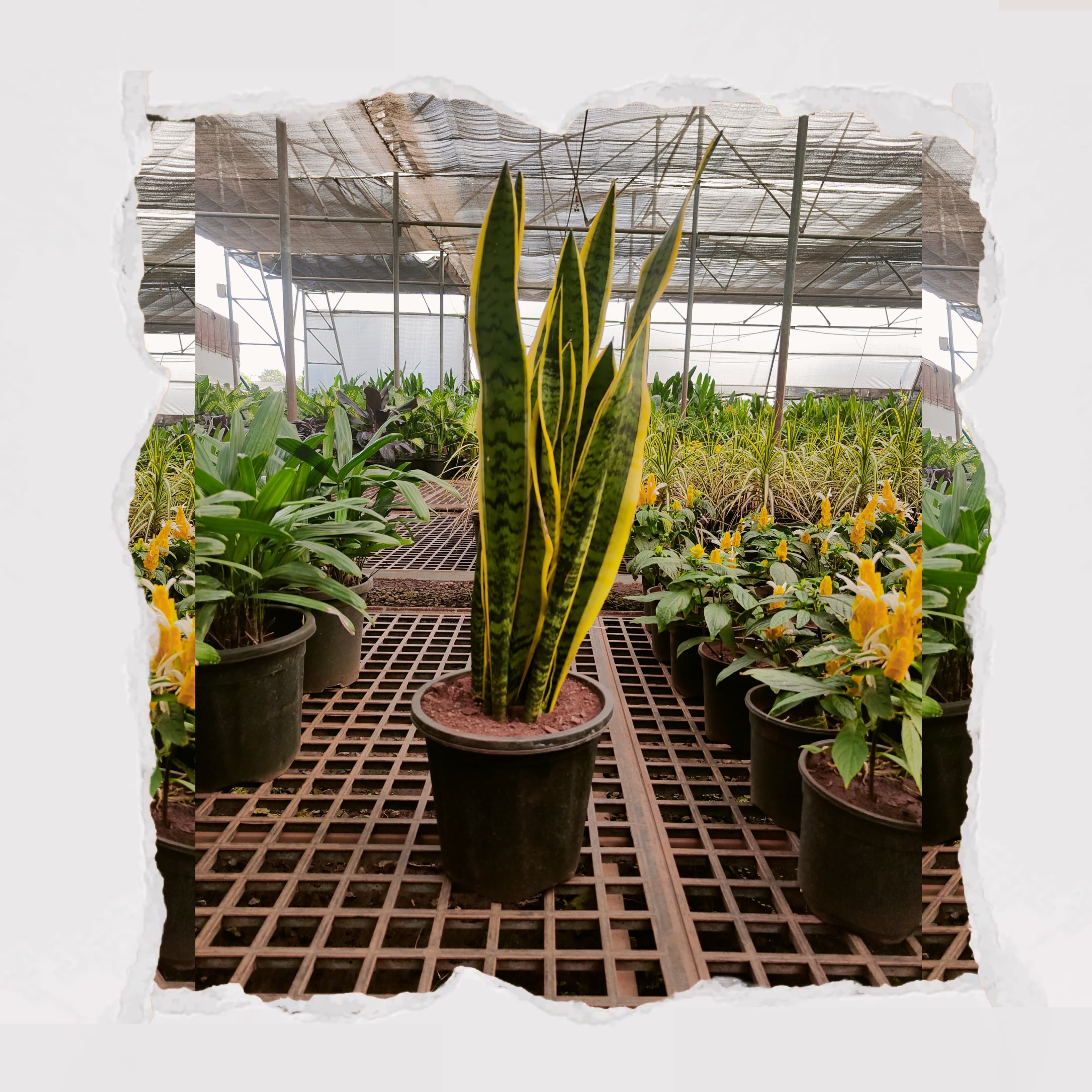 Snake Plant