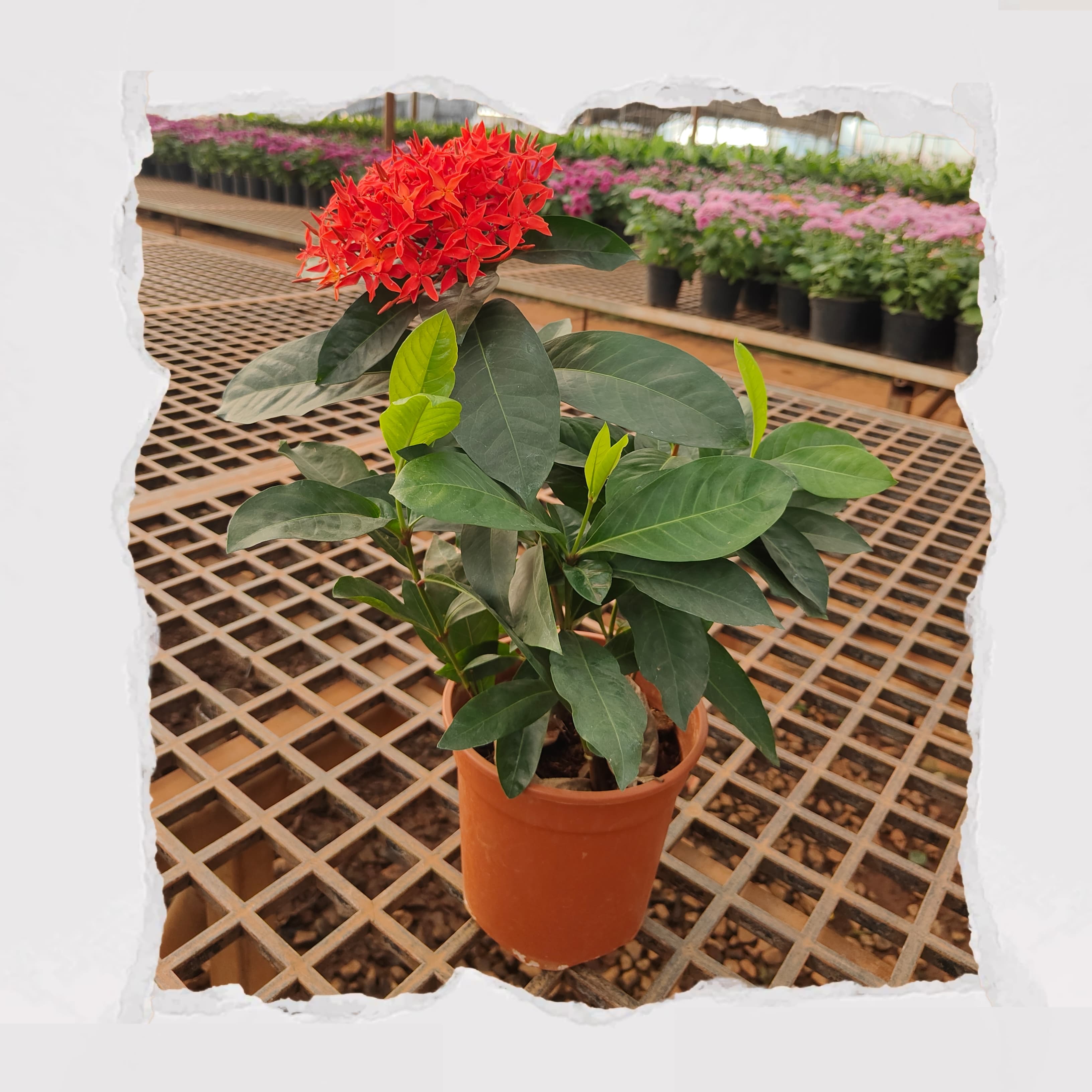 Ixora Dwarf - Red
