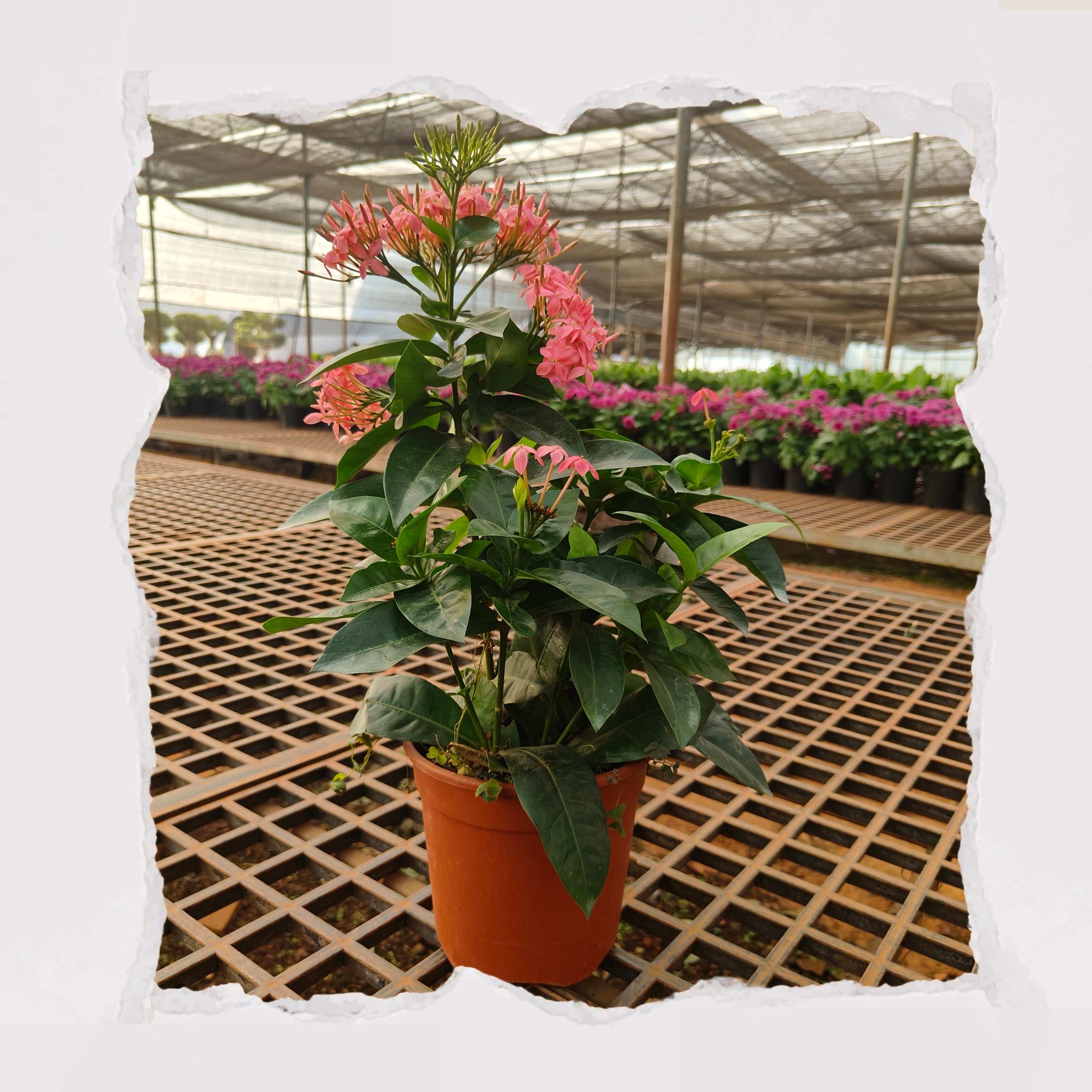 Ixora Dwarf - Pink