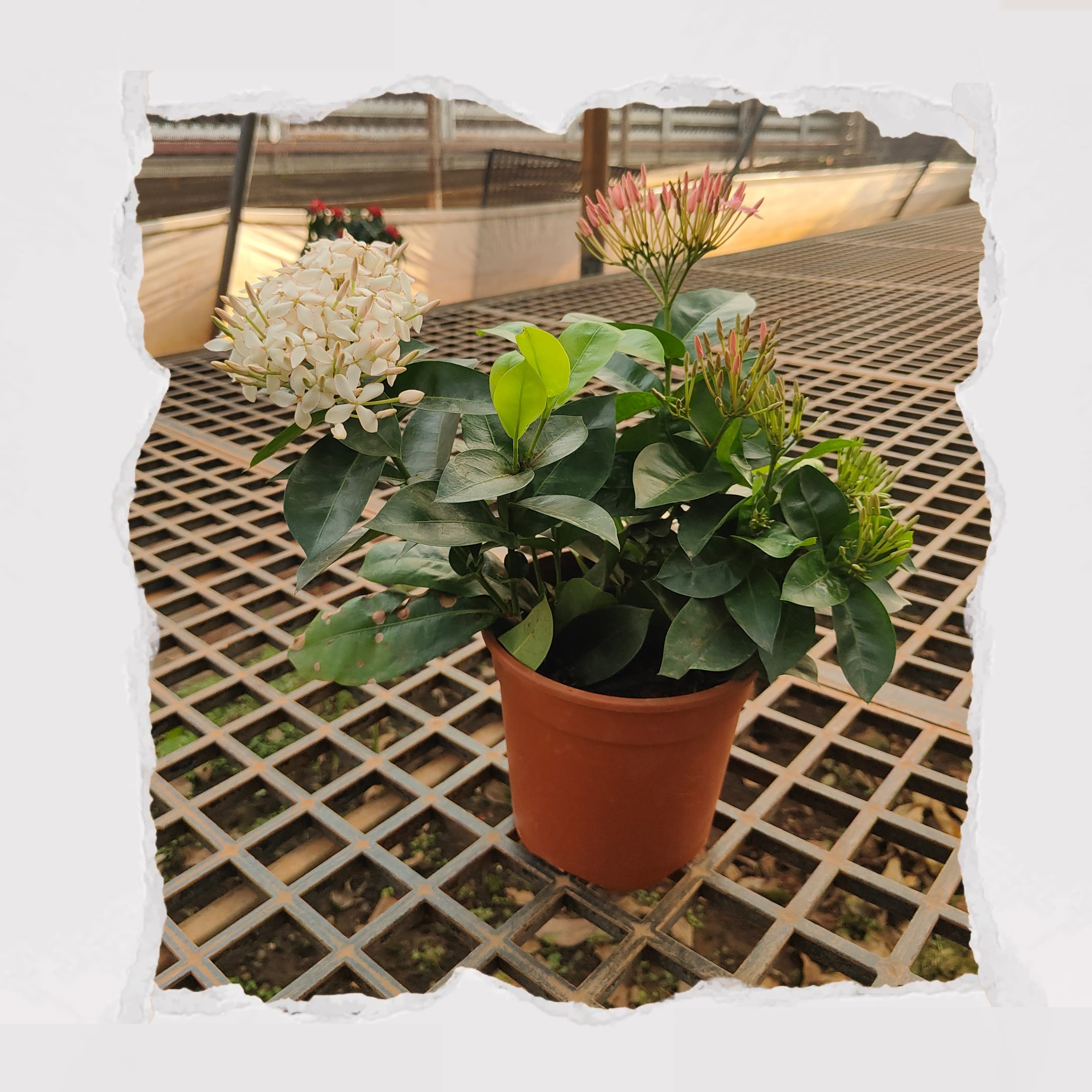 Ixora Dwarf - White