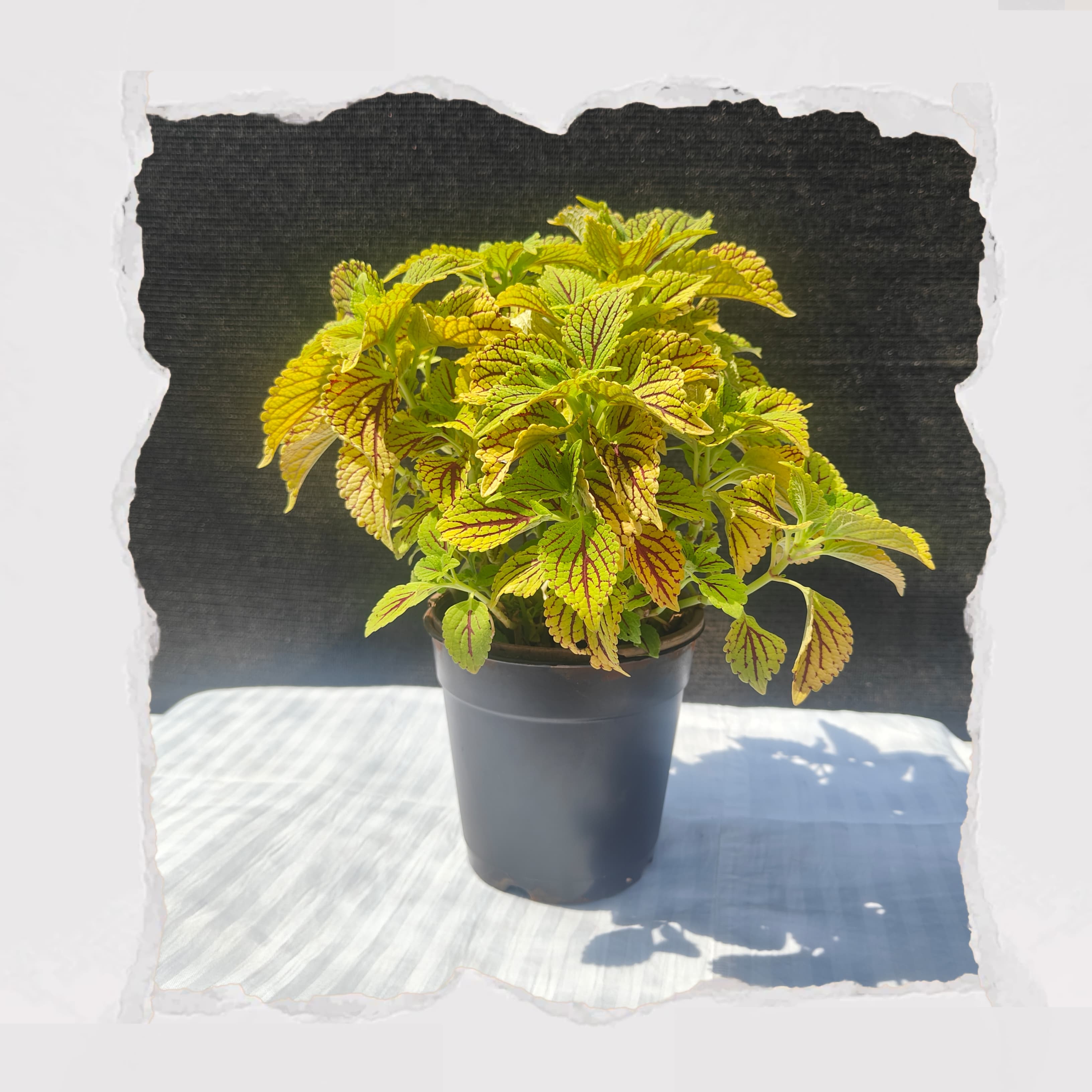 Coleus - Golden