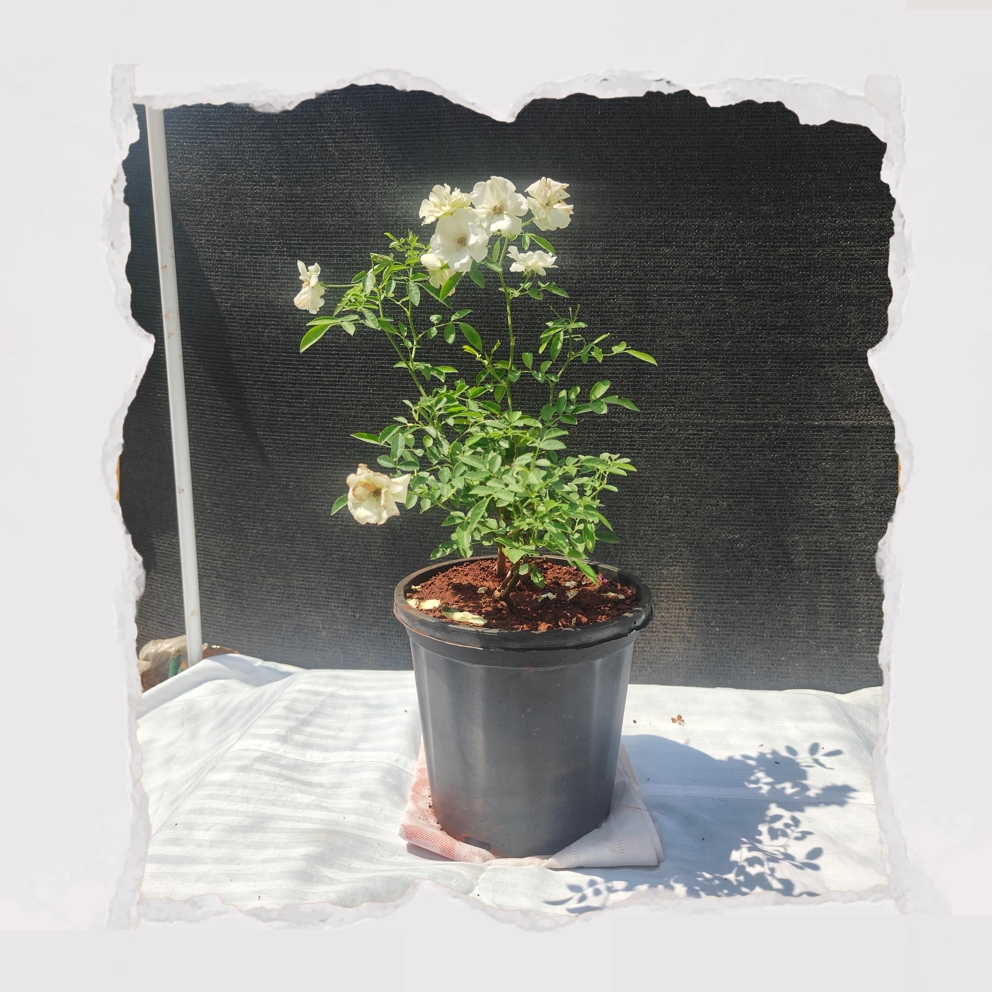 Kashmiri  Rose - White
