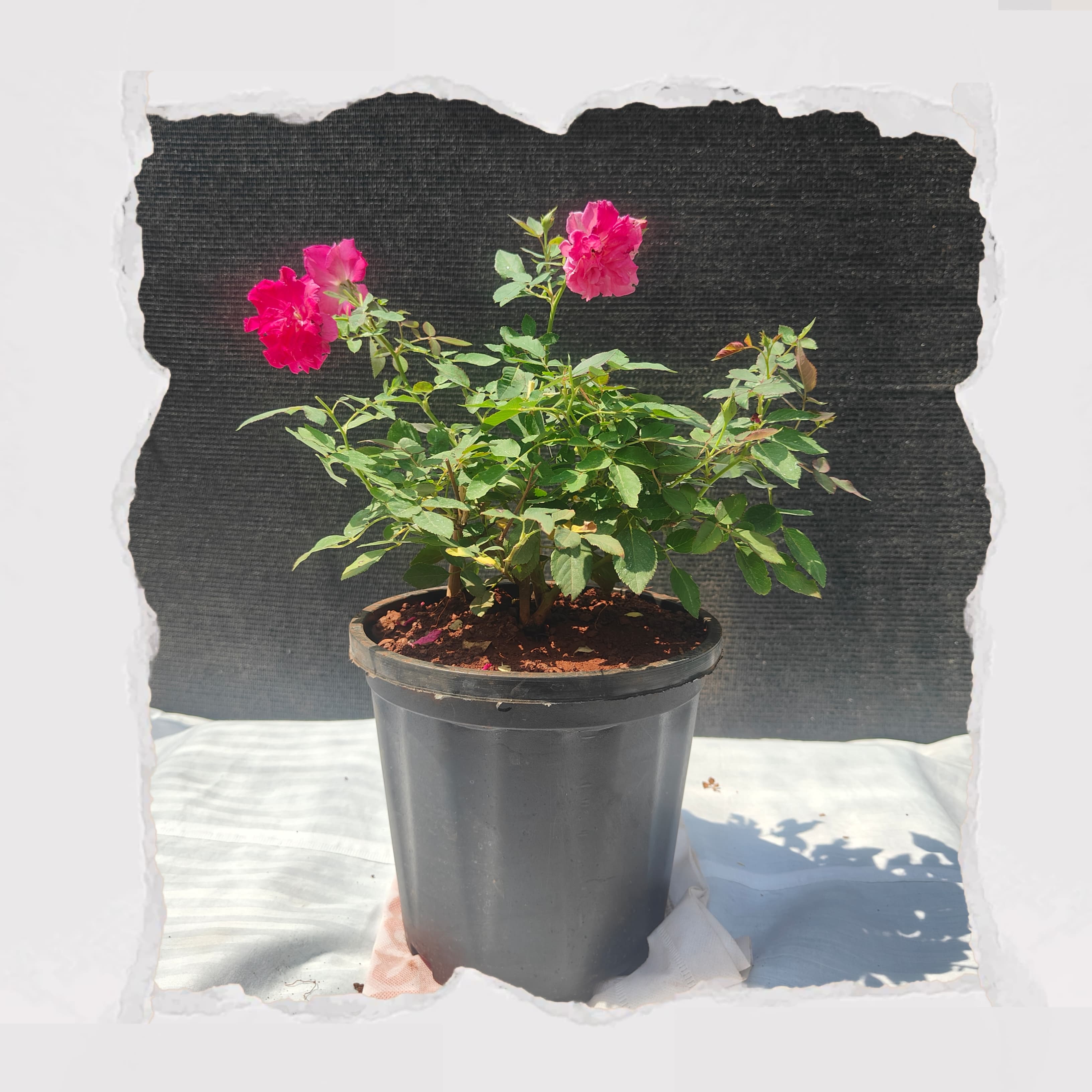 Kashmiri Rose - Red