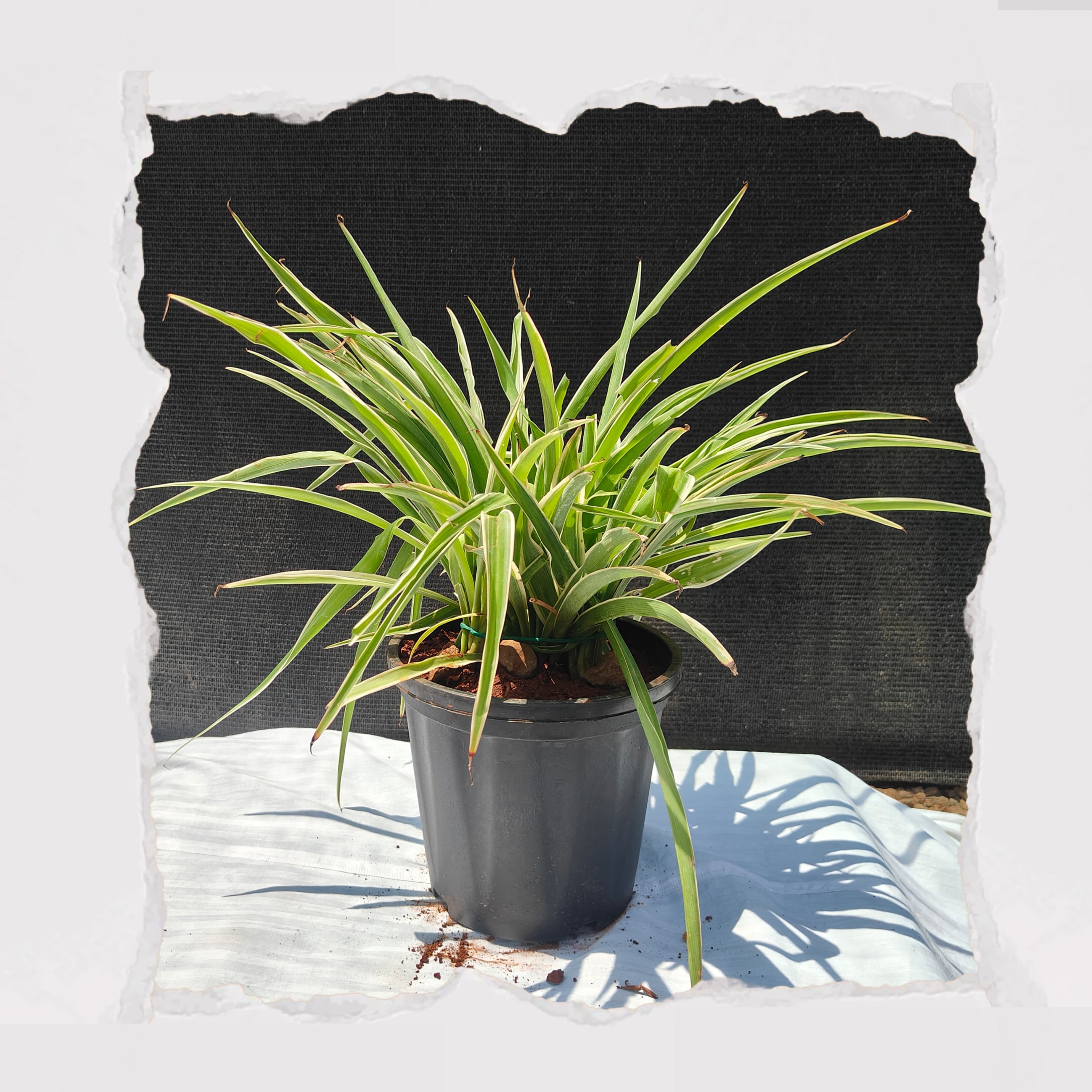 Chlorophytum /  Spider Plant
