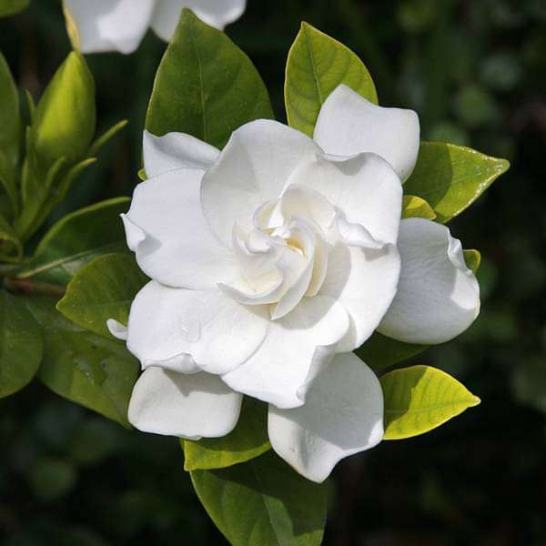 Gardenia / Ananta