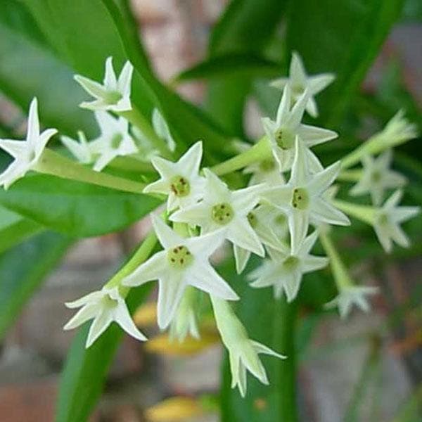 RatRani / Night Blooming Jasmine
