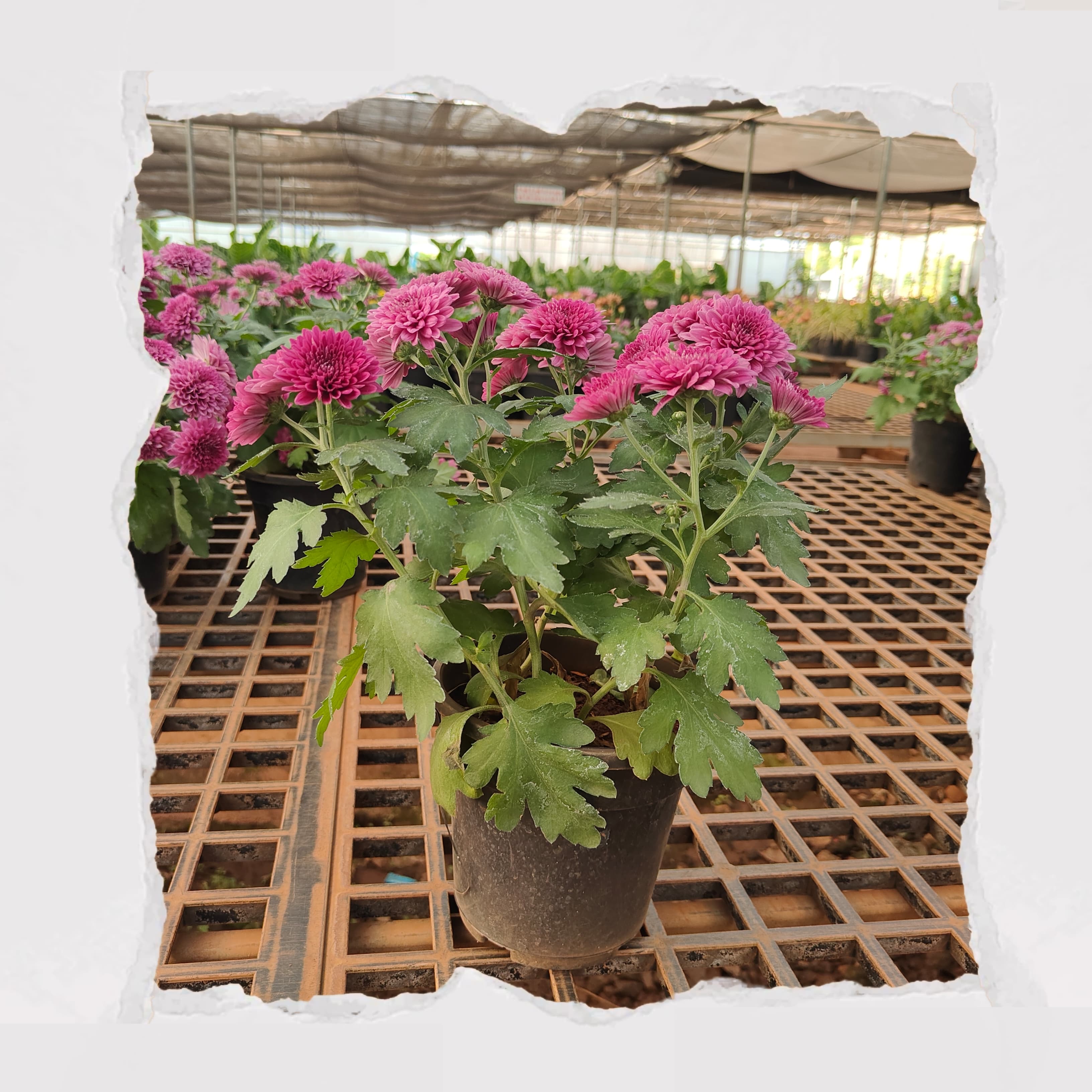 Shevanti / Chrysanthemum - Dark Pink