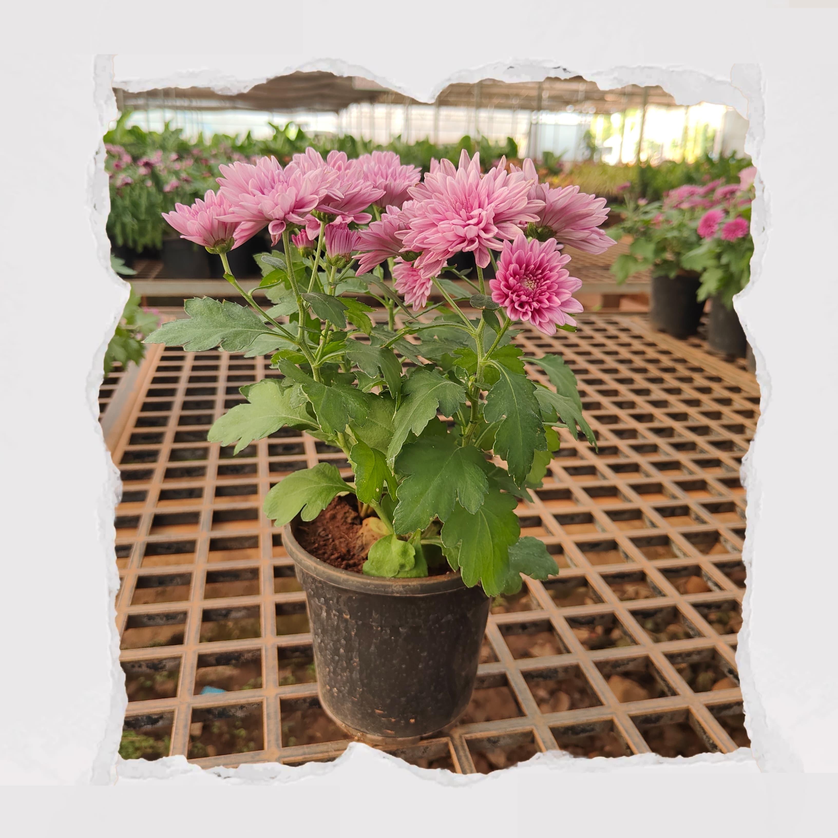 Shevanti / Chrysanthemum -  Light pink