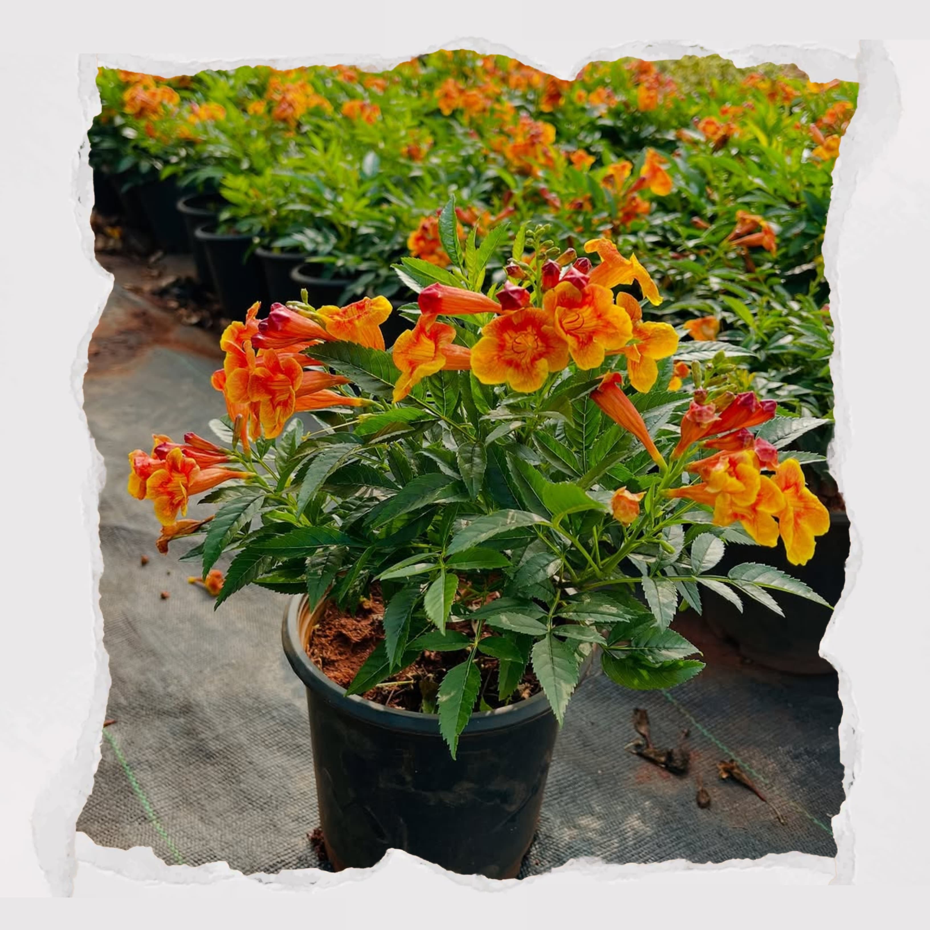 Tecoma dwarf - Bicolour