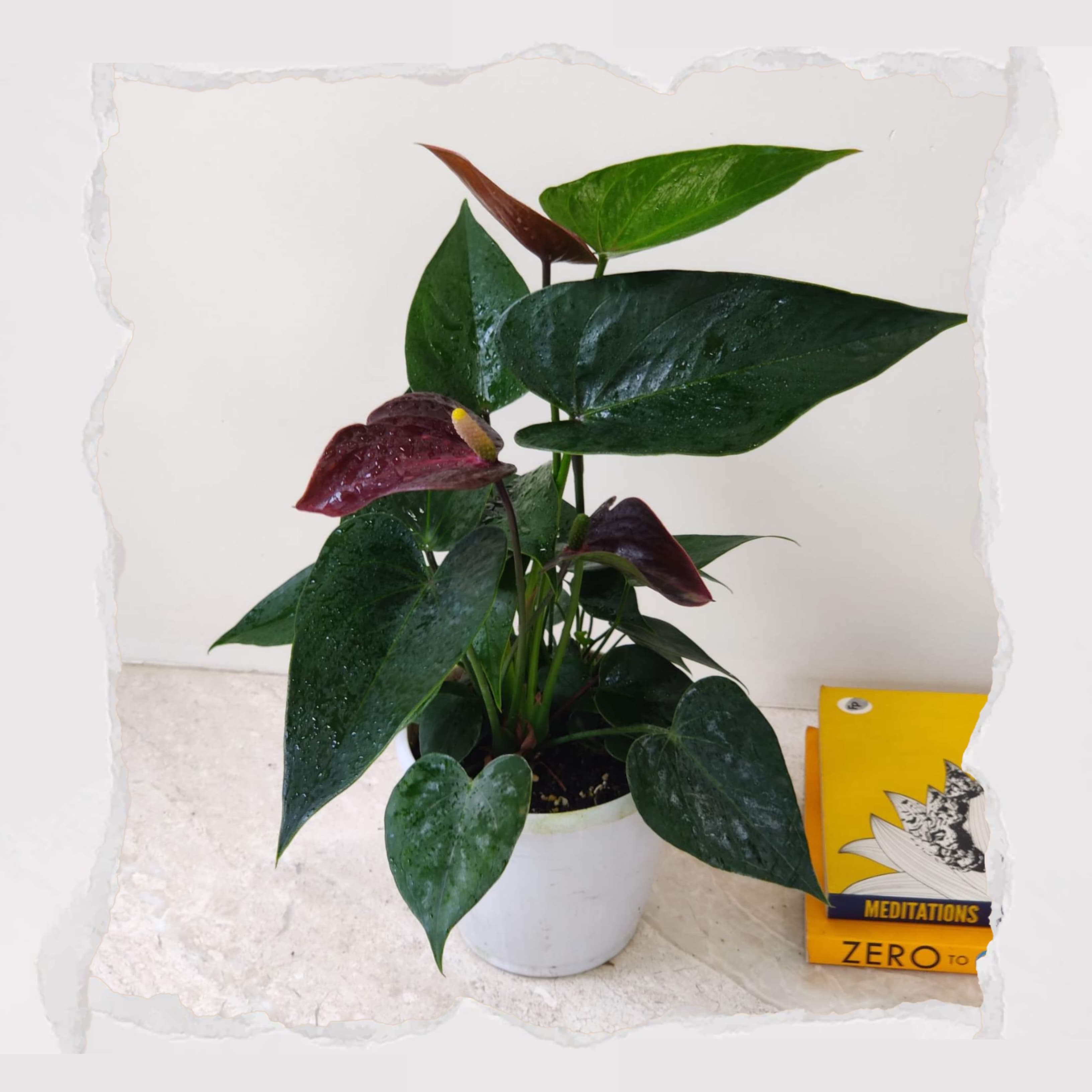Anthurium - Blood Red