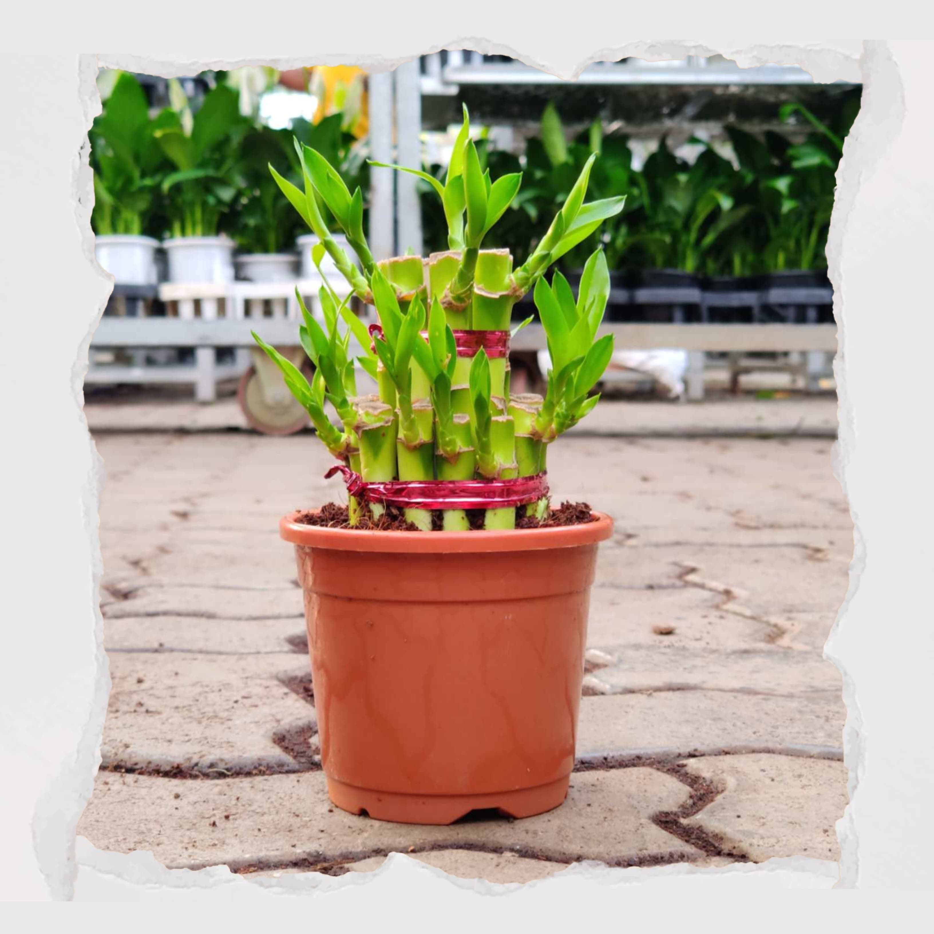 Lucky Bamboo