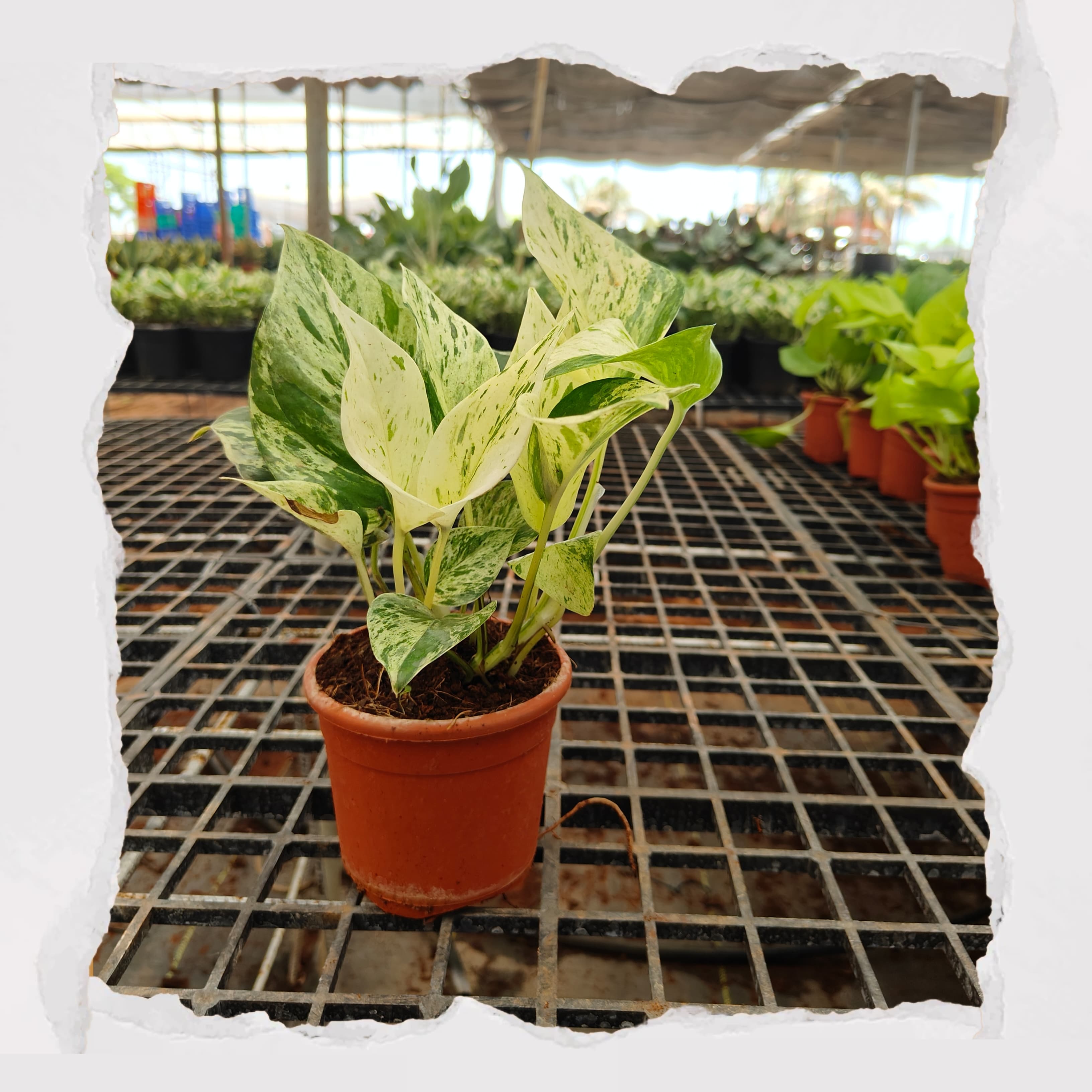 Marble Money Plant