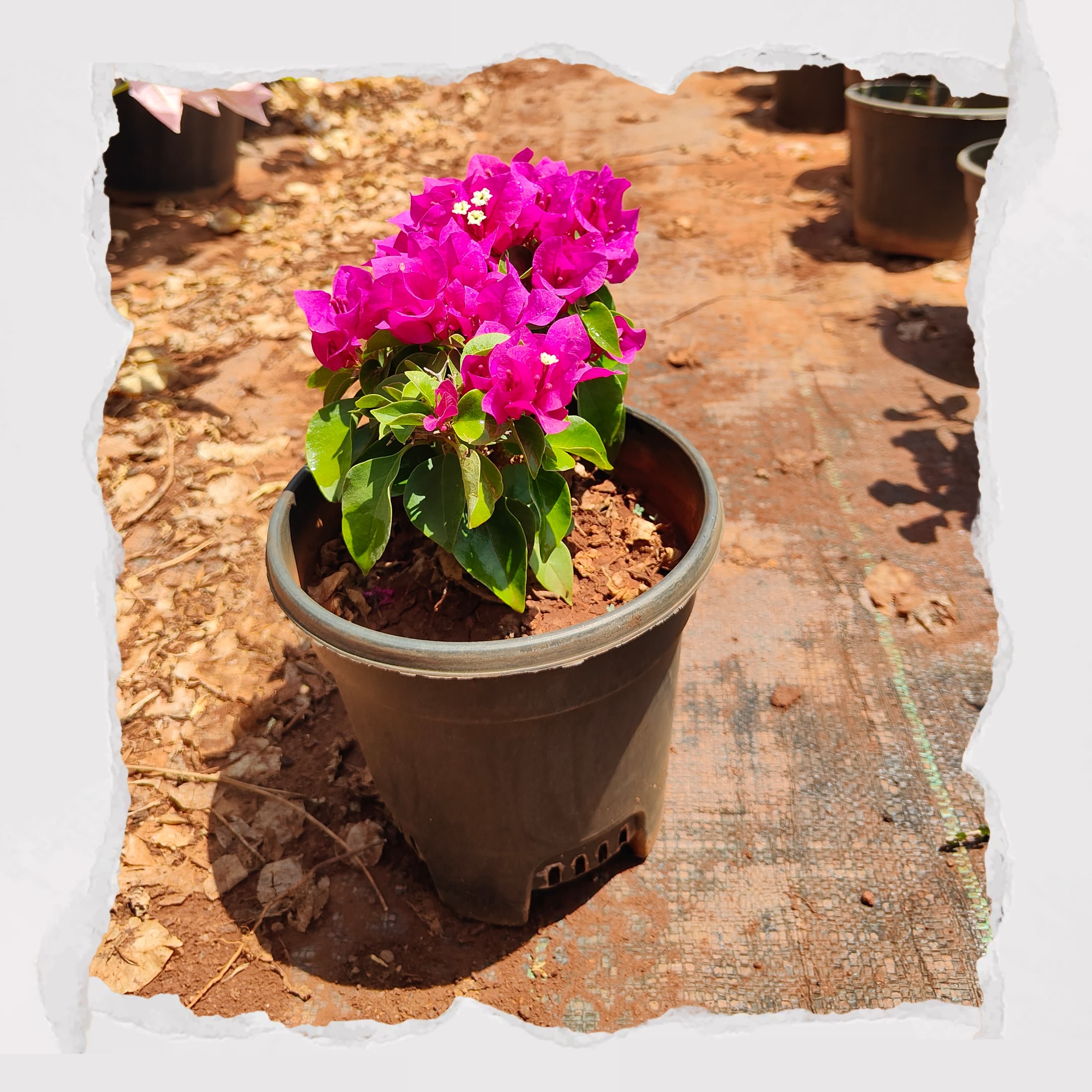 Bougainville dwarf - Pink