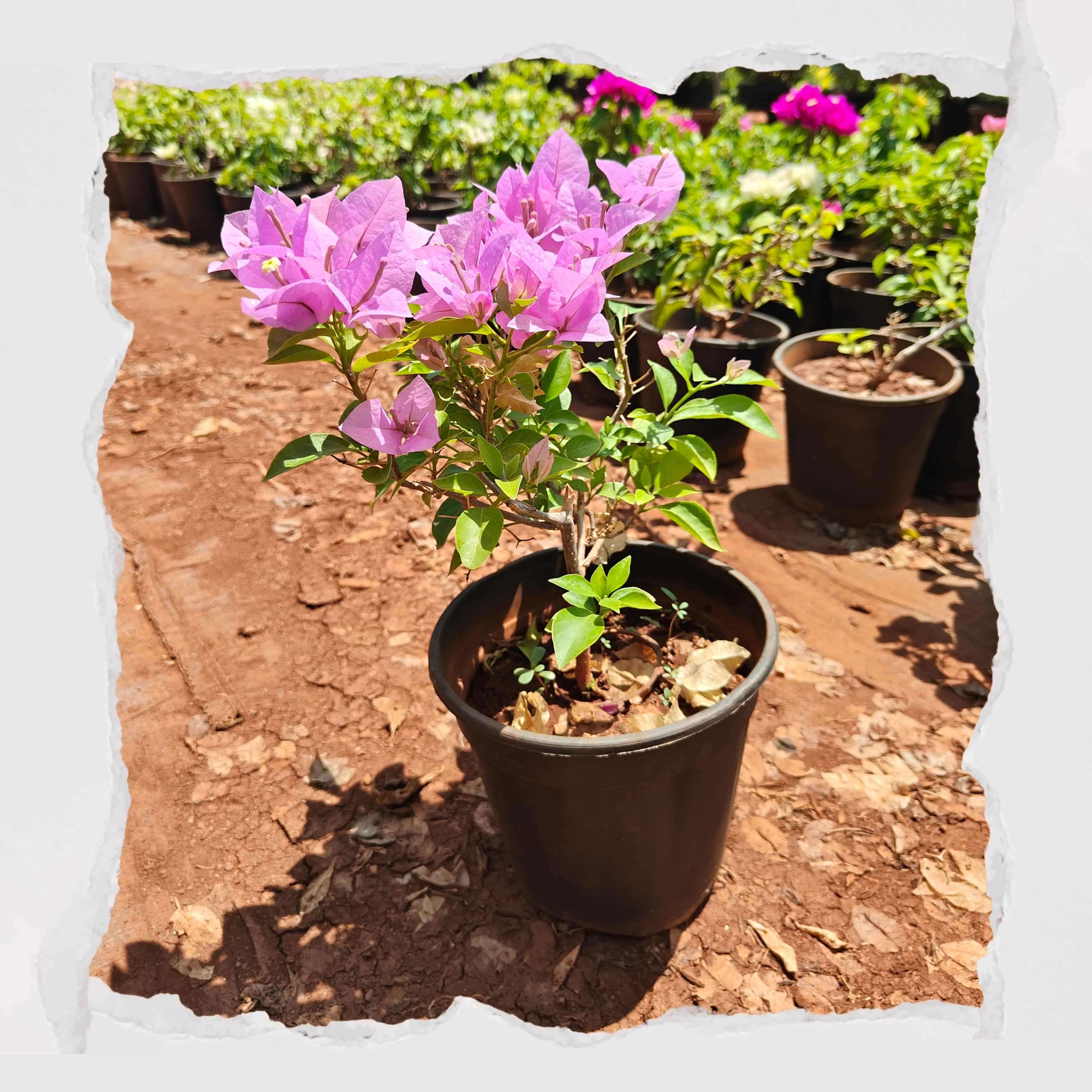 Bougainville Dwarf - Baby Pink