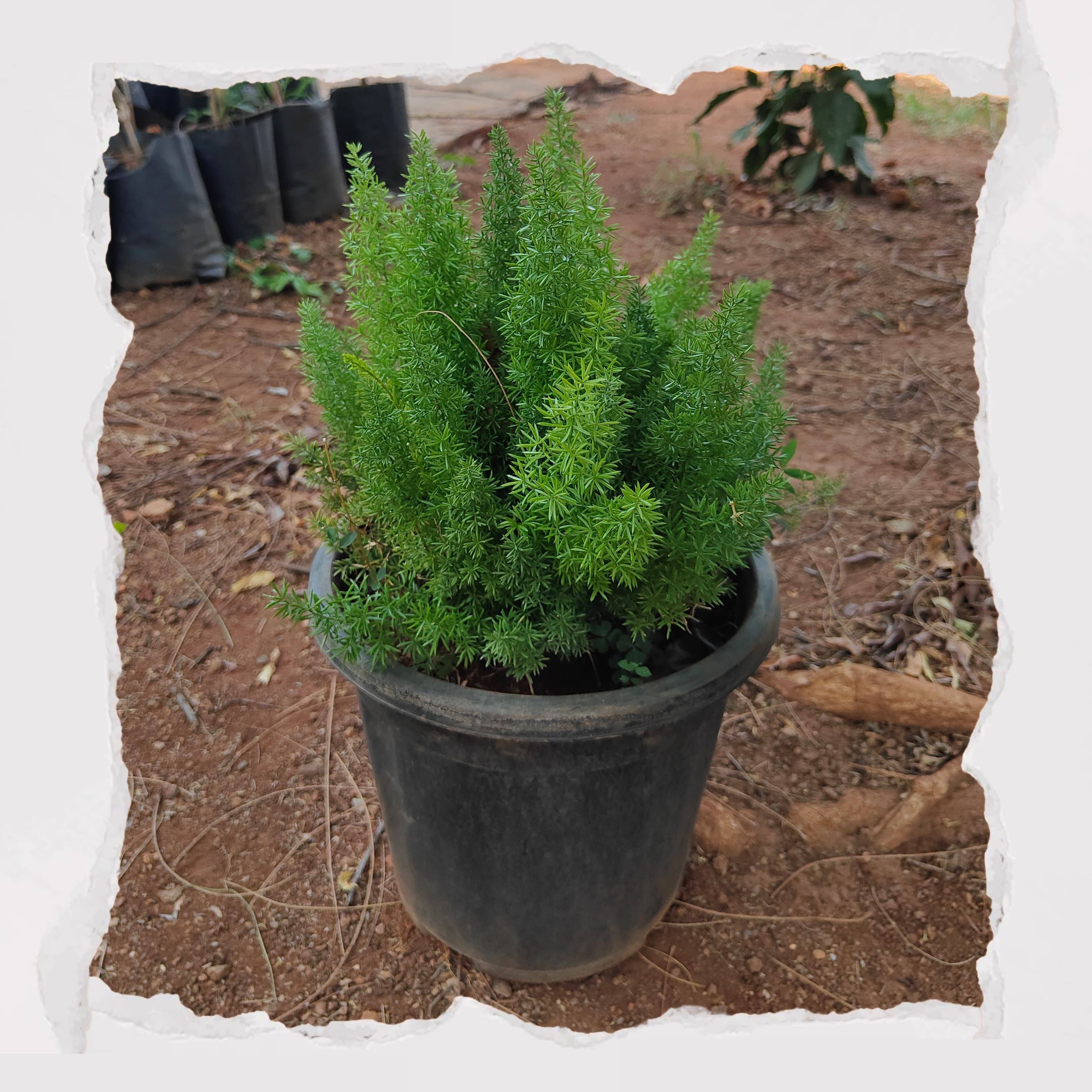 Asparagus fern