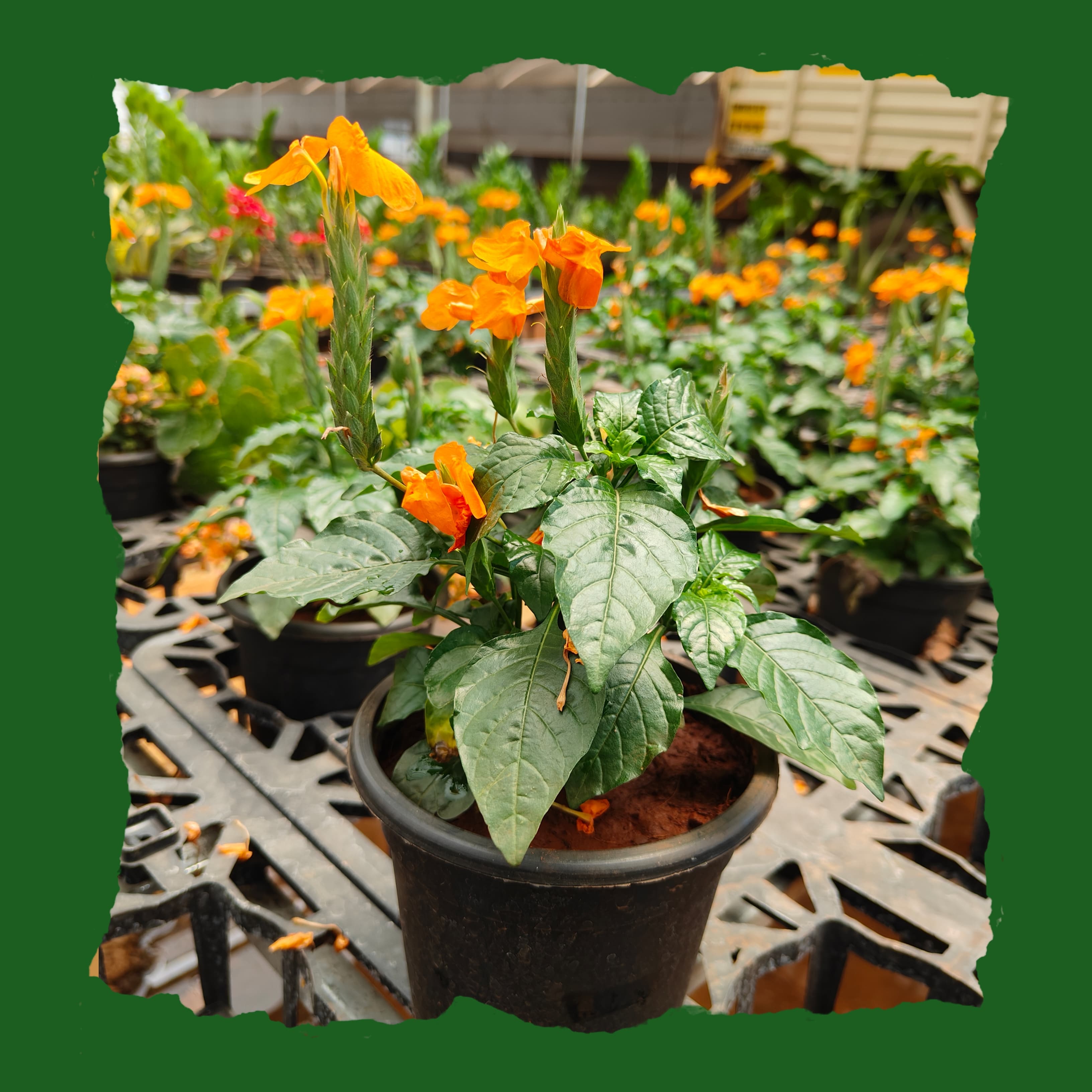 Dwarf Crossandra / Aboli - orange
