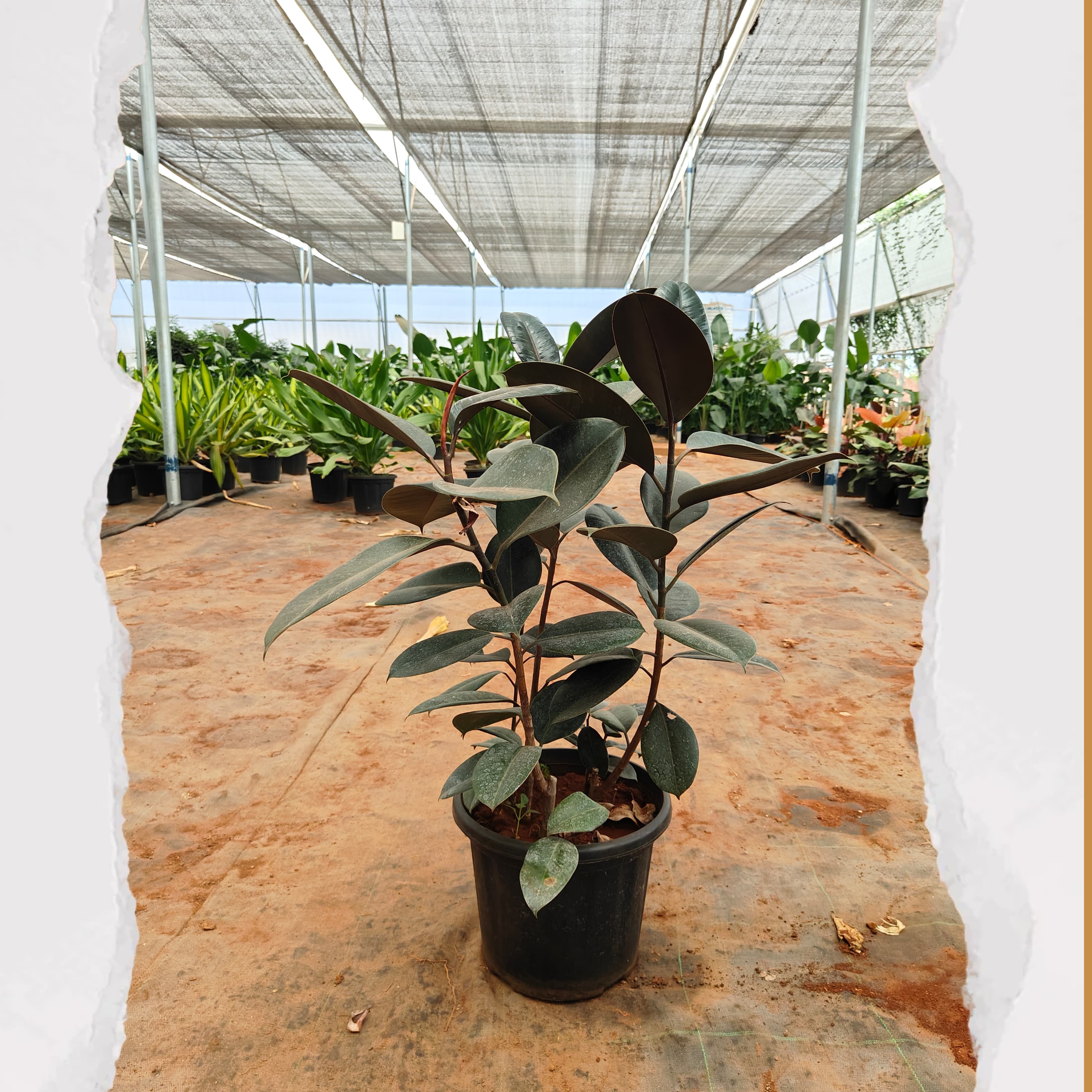 Rubber Plant - Black