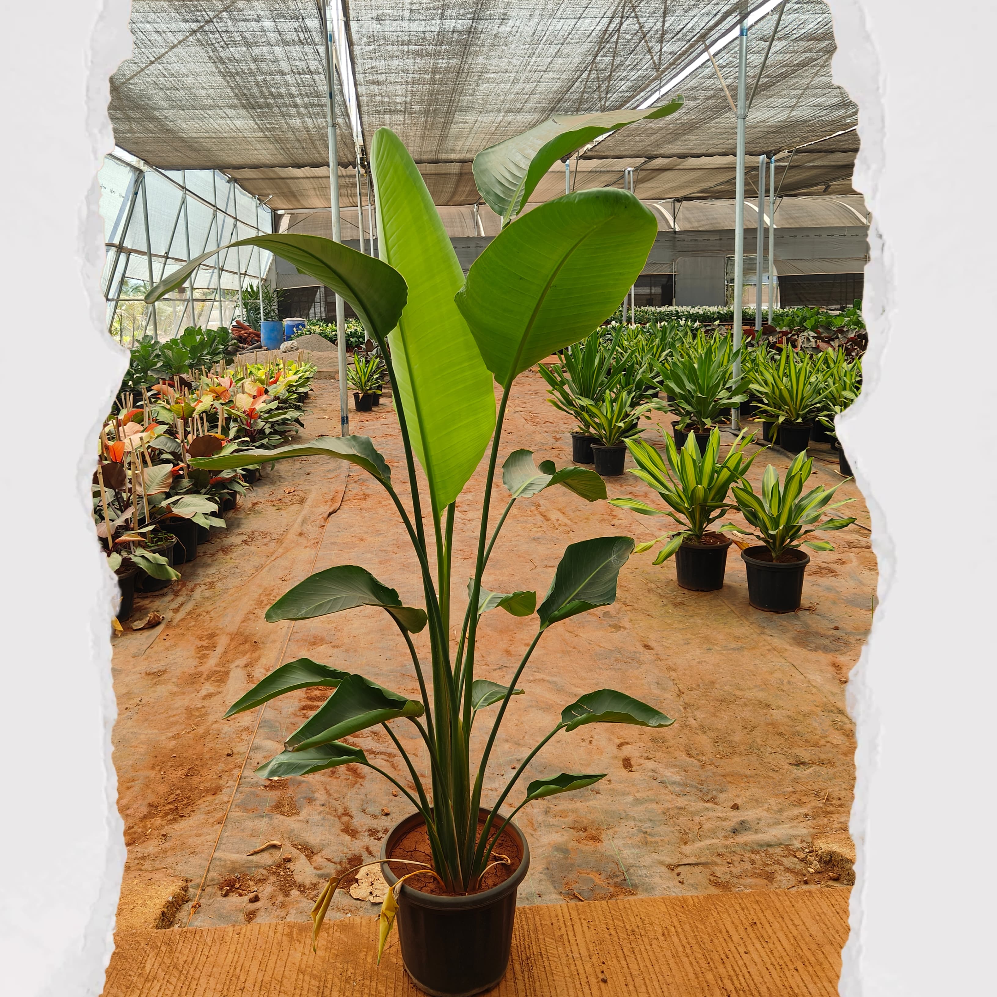 Bird Of Paradise