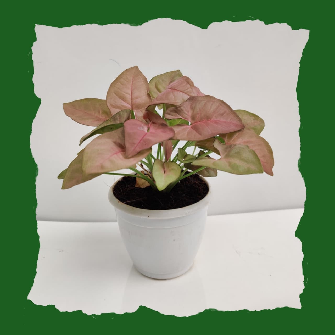 Syngonium (Pink)