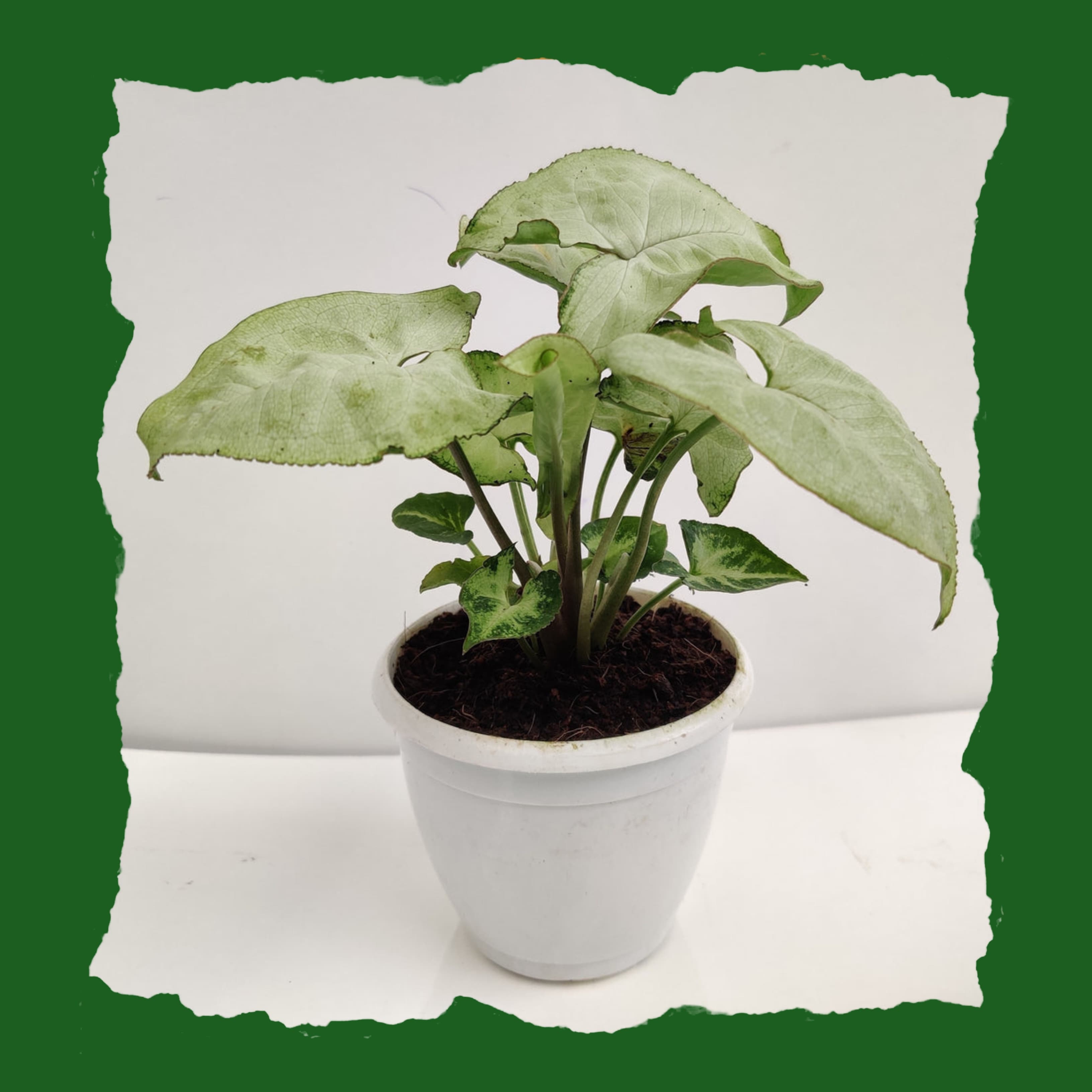 Syngonium Cream