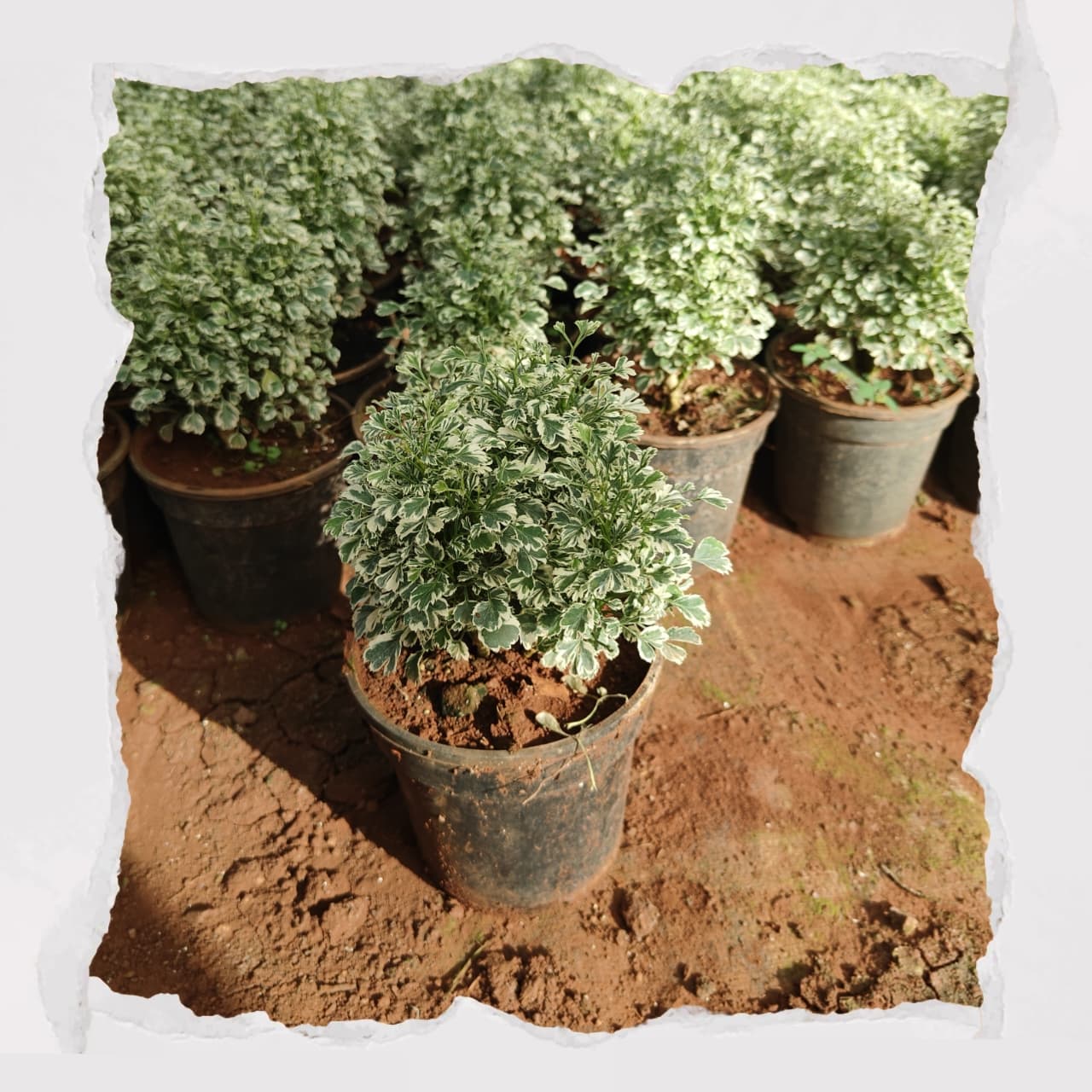 Aralia varigated