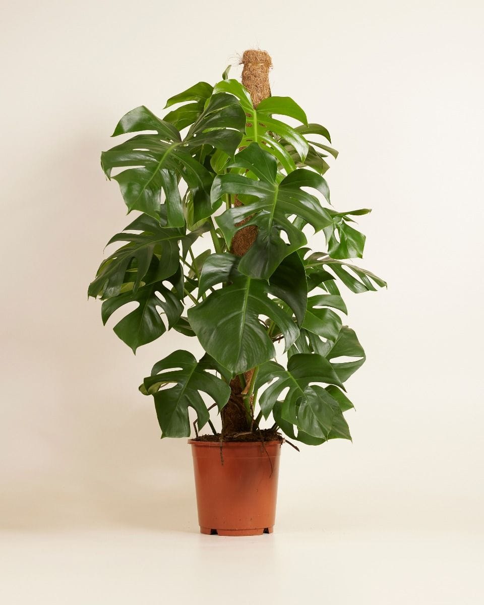 Monstera deliciosa