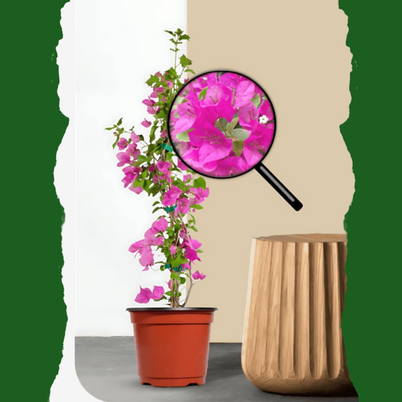 Bougainville - Pink