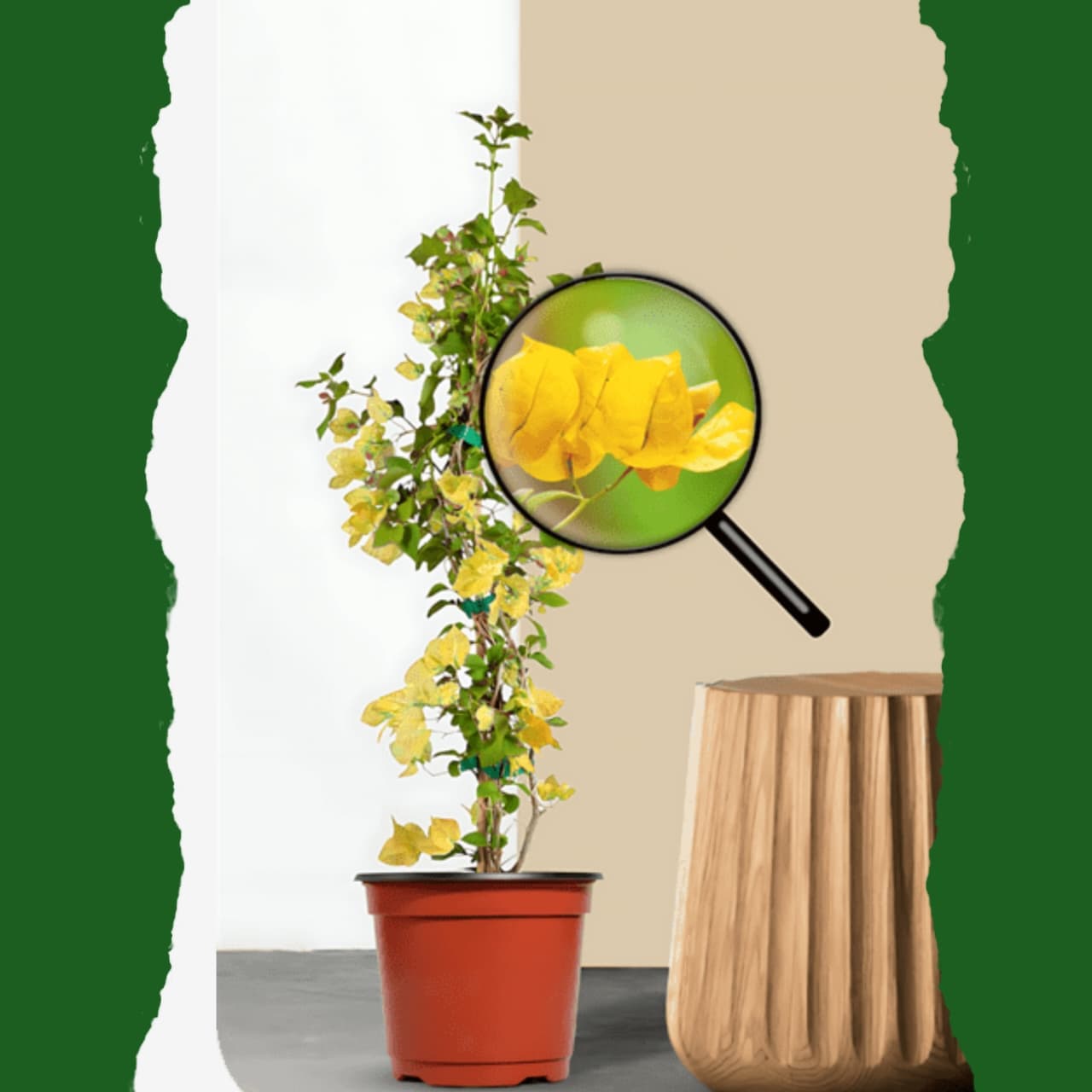 Bougainville Yellow