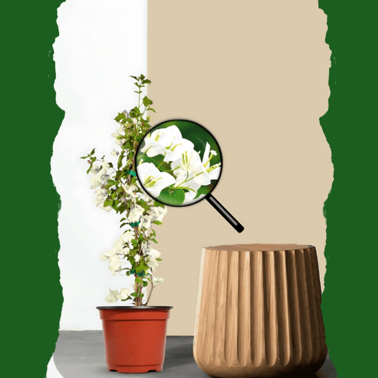 Bougainville White