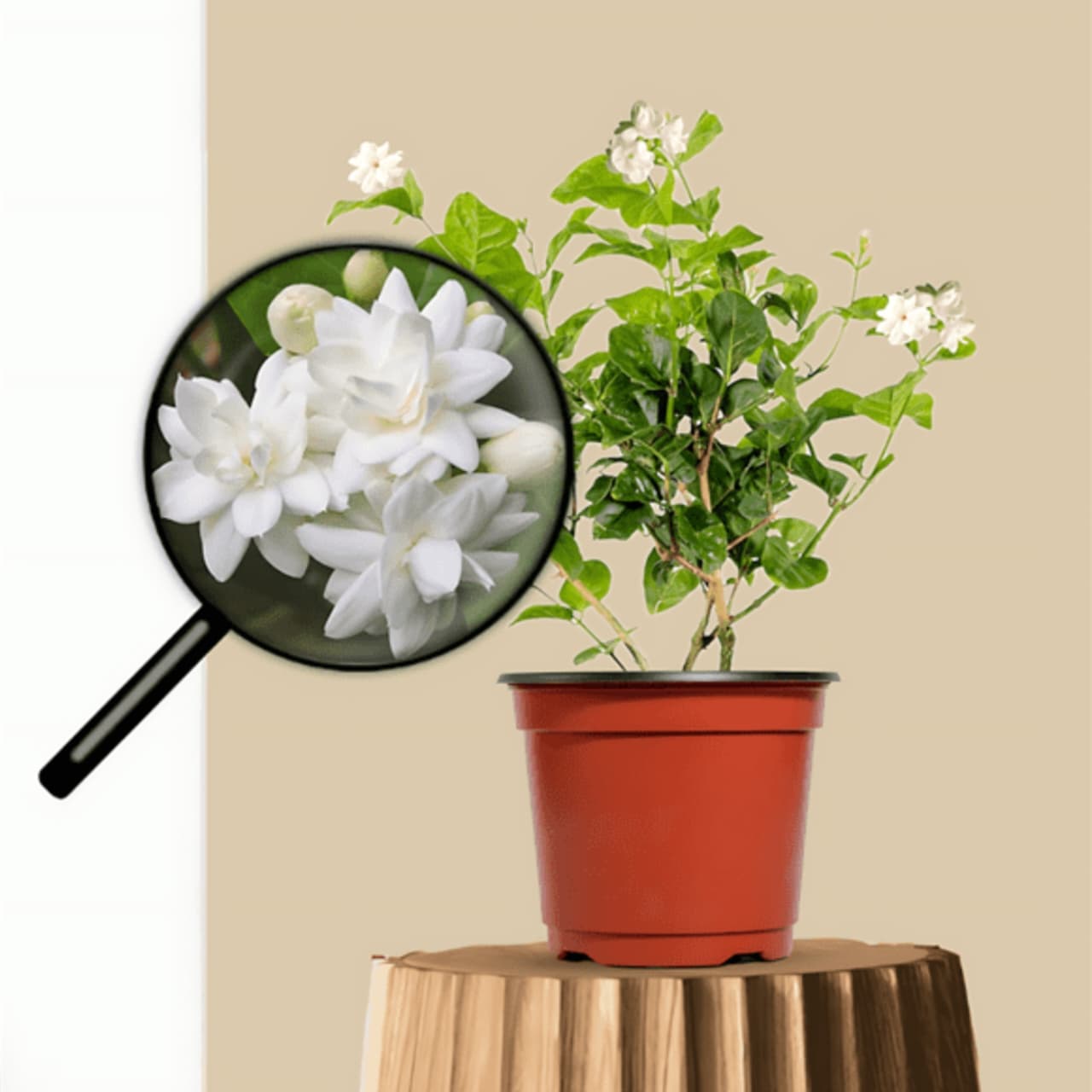 Jasmine Creeper