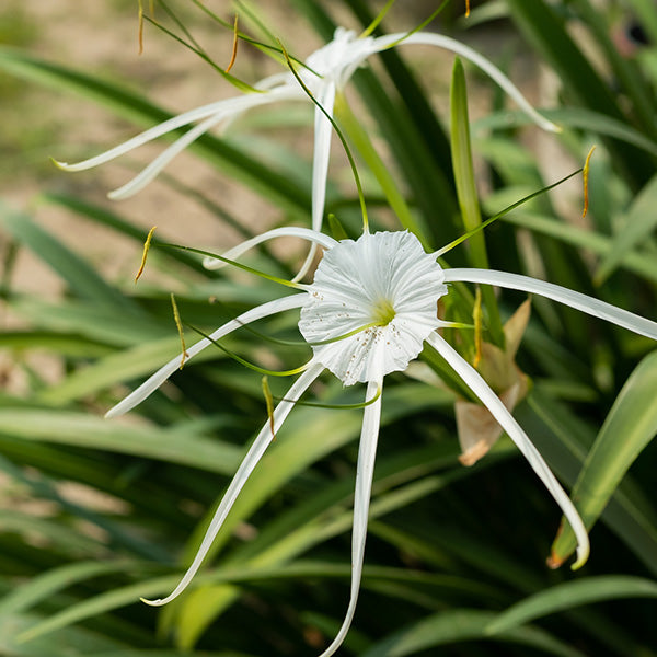 Spider Lily / Hymenocallis Speciosa