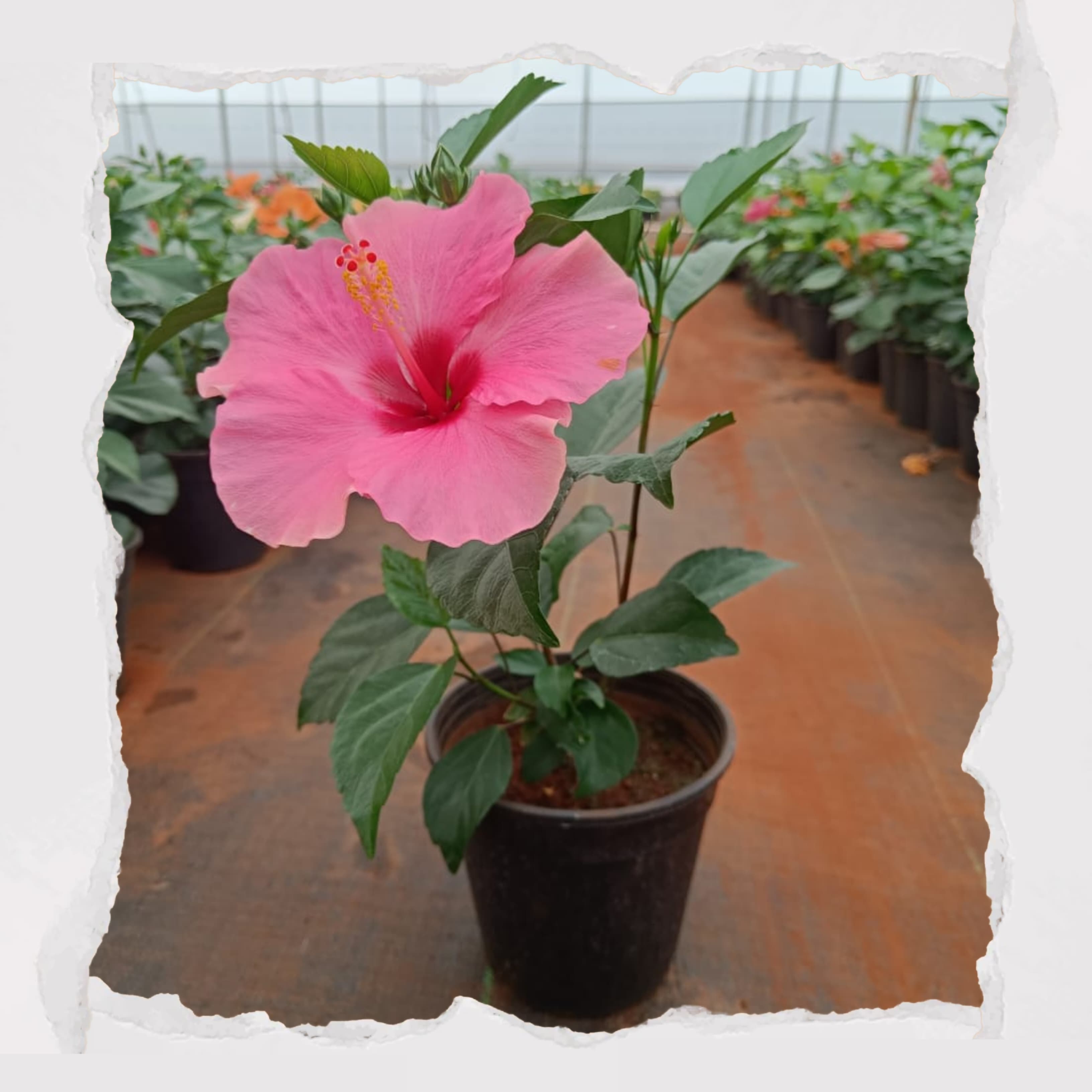 Hibiscus Pink Dwarf