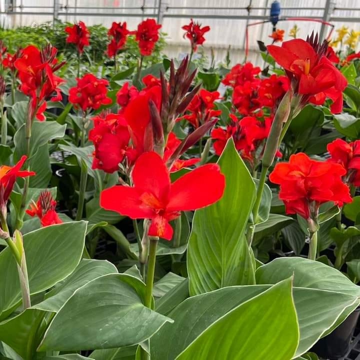 Canna Lily / Kardali