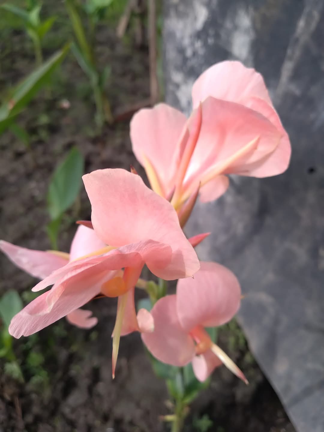 Canna Lily / Kardali - Baby Pink