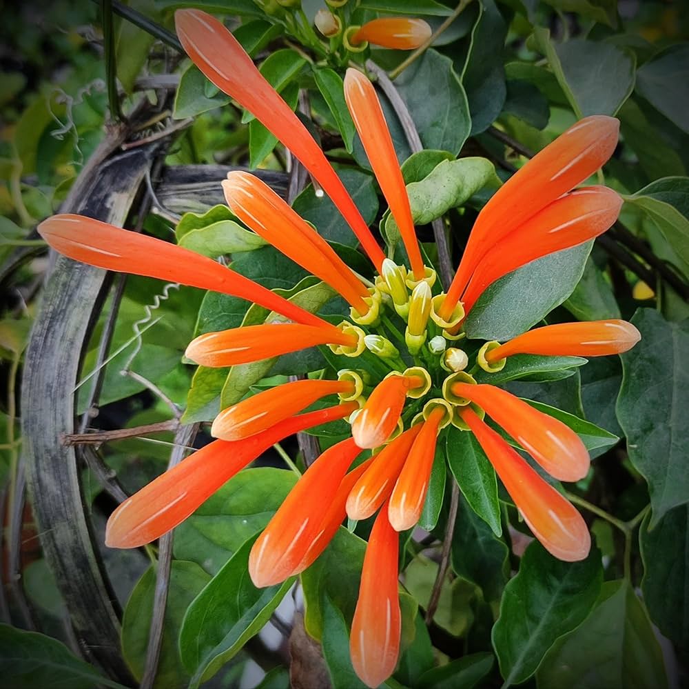 Sankrant Vel / Flame Vine