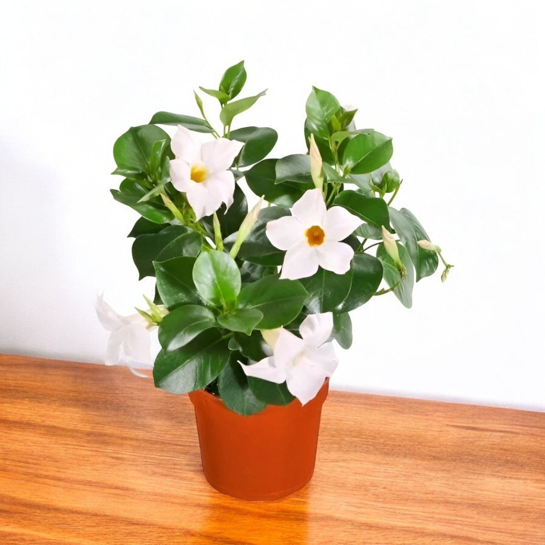 Mandeville - White