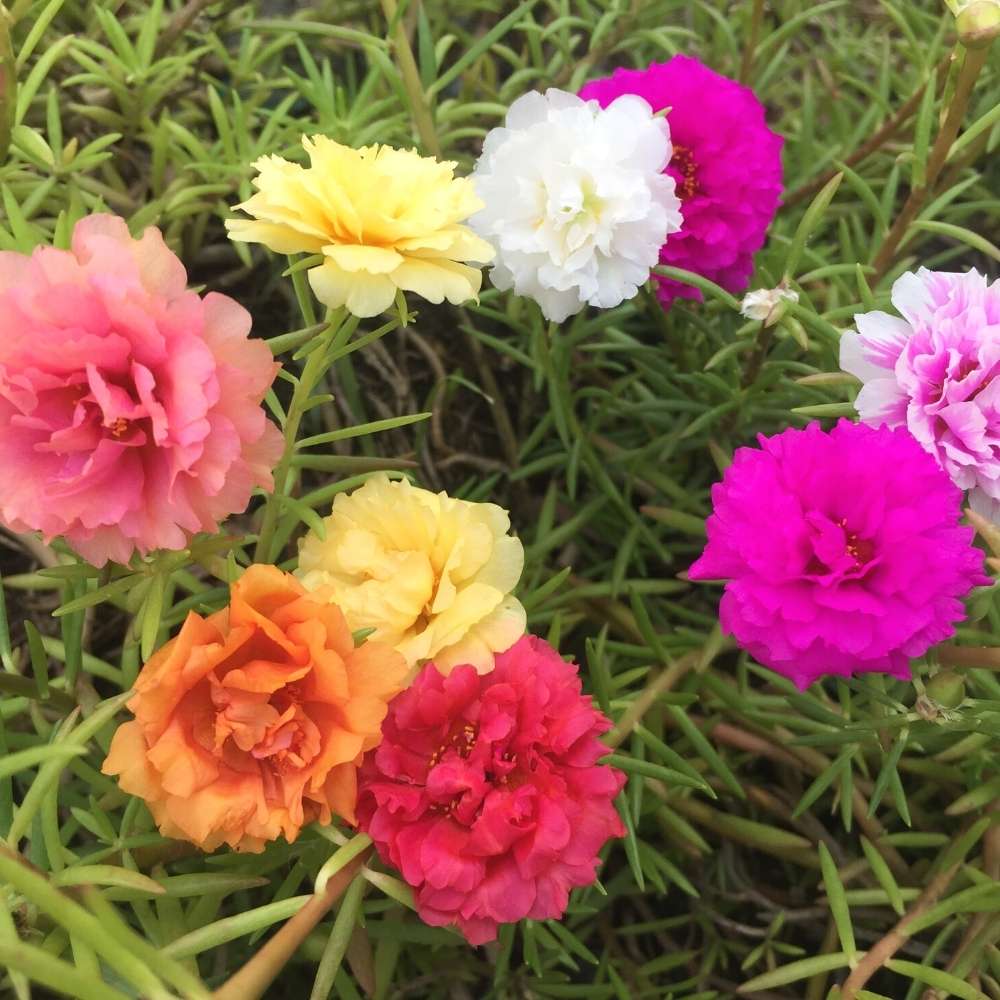 Portulaca /  9 O Clock multicolour