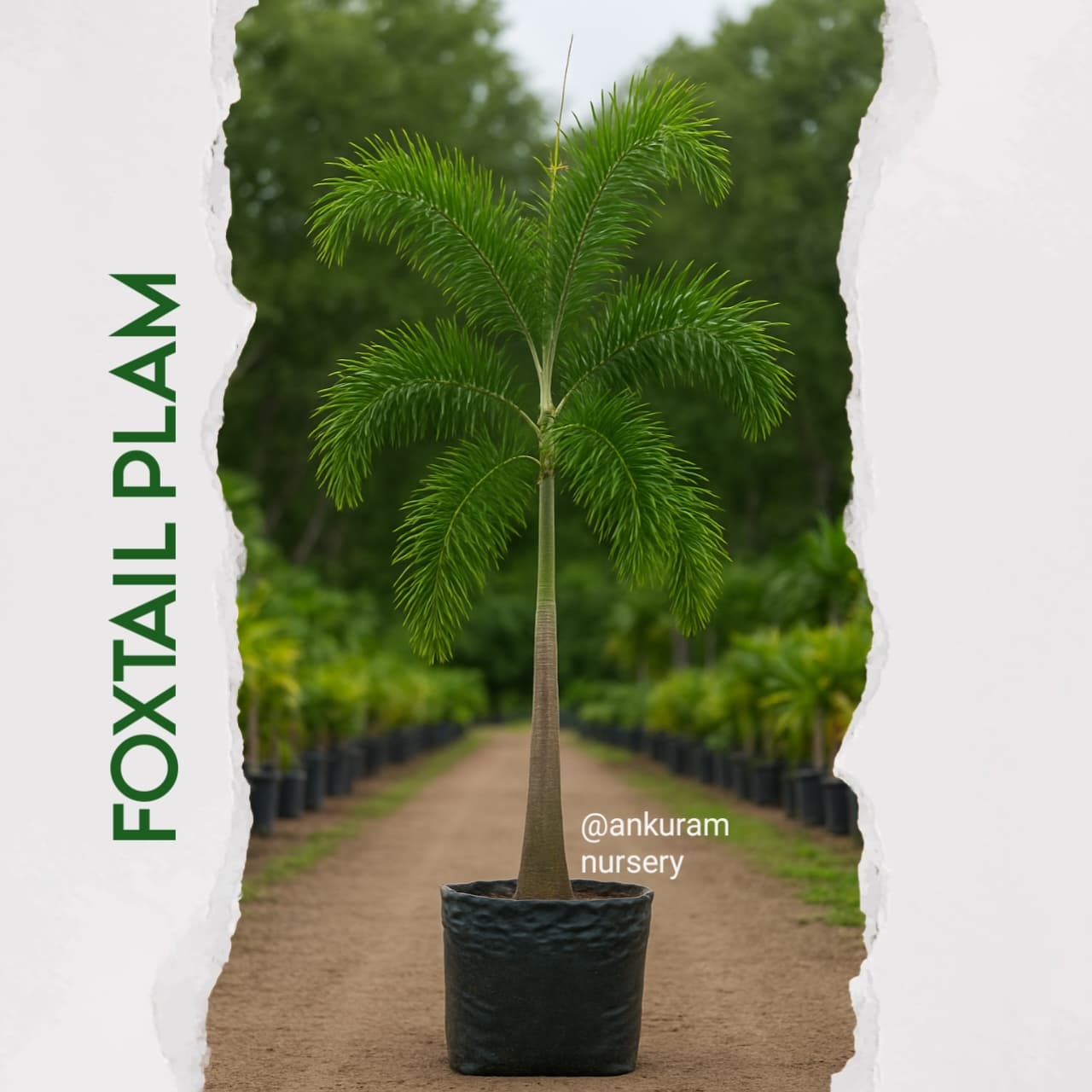Foxtail Plam
