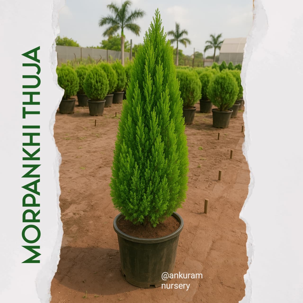 Golden Morpankhi / Thuja