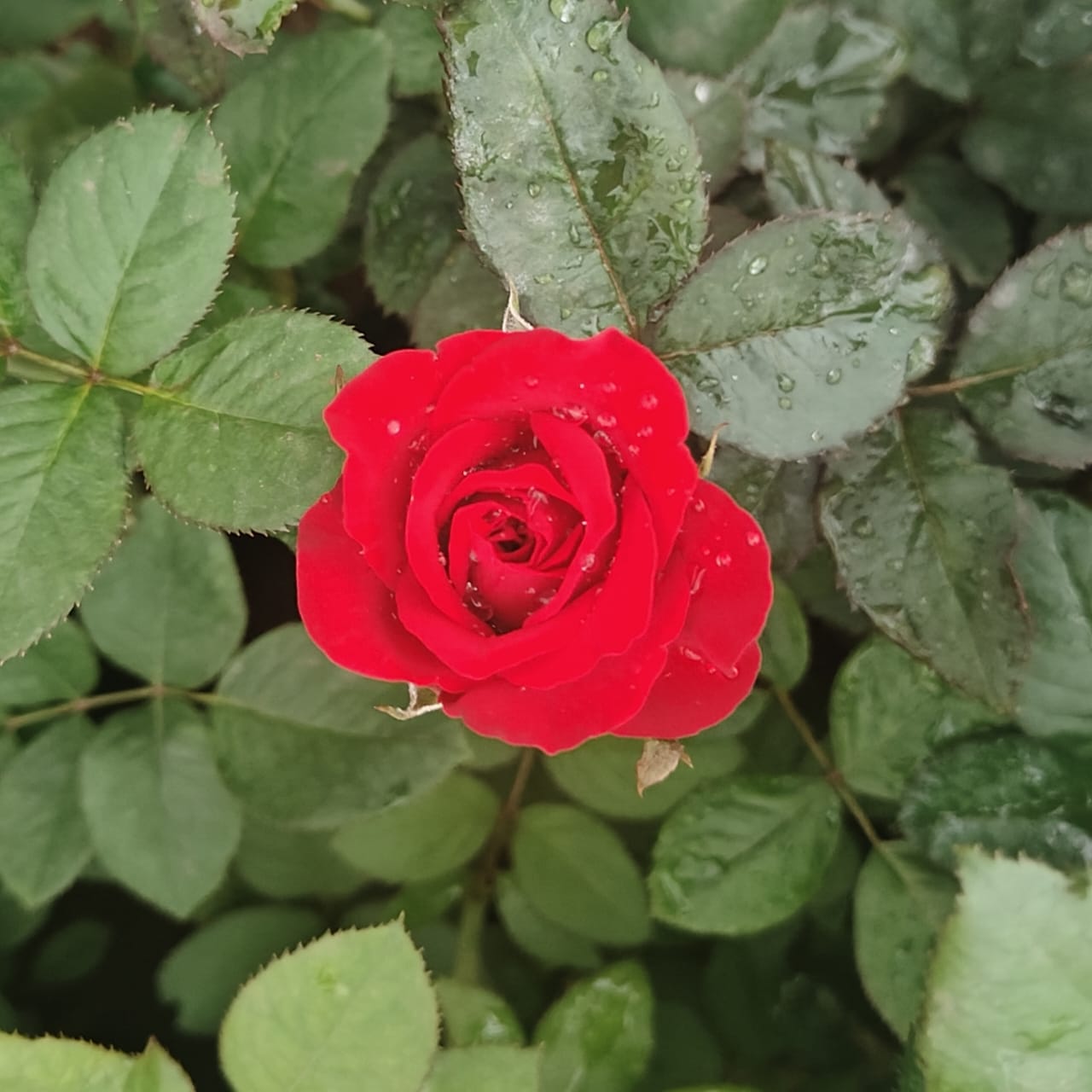 Dutch Rose - Red