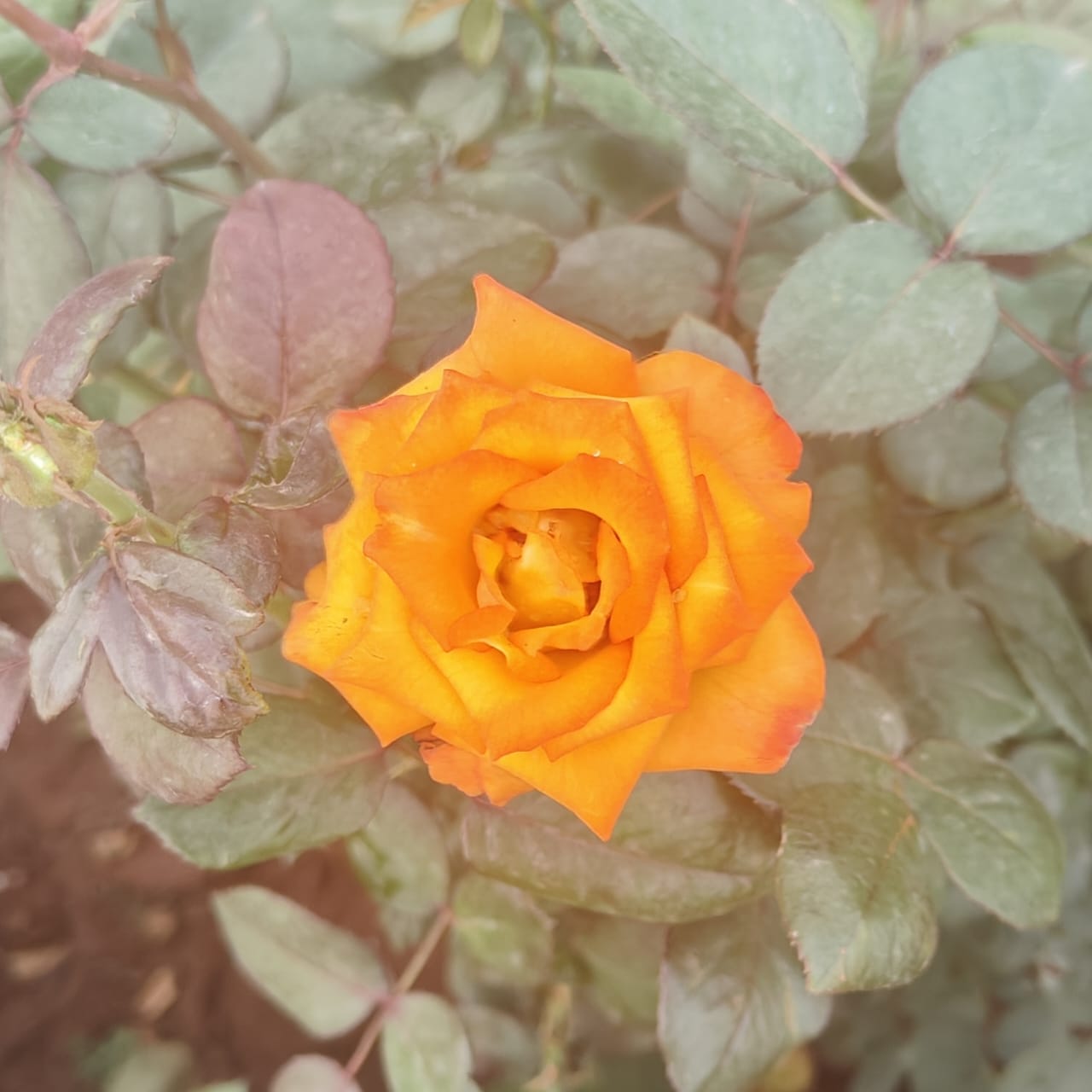 Dutch Rose - orange