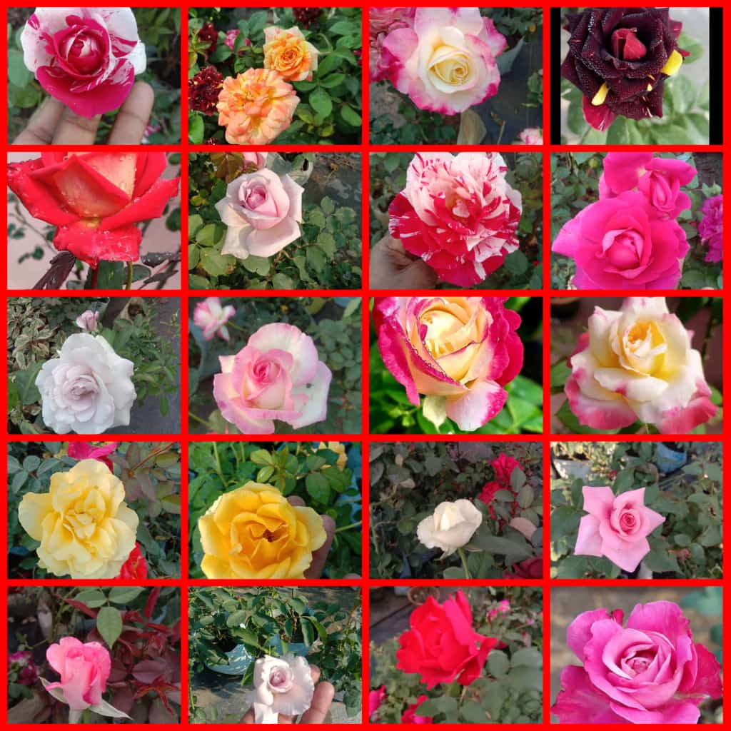 Spray rose - mix